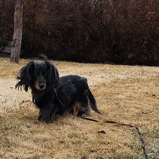 Always grateful for sunshine and puppy love on a Friday. 🙏❤️

#woofpackairdrie #thewoofpackab #airdriedogs #airdriedogwalkers #positivereinforcementdogtrainer #fridayvibes #happywalkers #engageddog #goodestofboys #goodestofgirls