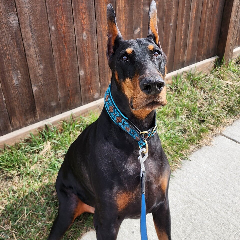 When your life goals are simple and happiness is having every coat pocket lined with extra stinky treat crumbs and poop bags ❤️🙋&zwj;♀️

#woofpackairdrie #thewoofpackab #airdriedogs #airdriedogwalkers #chooserewards #treatdispenser #yourfacemakesmeh