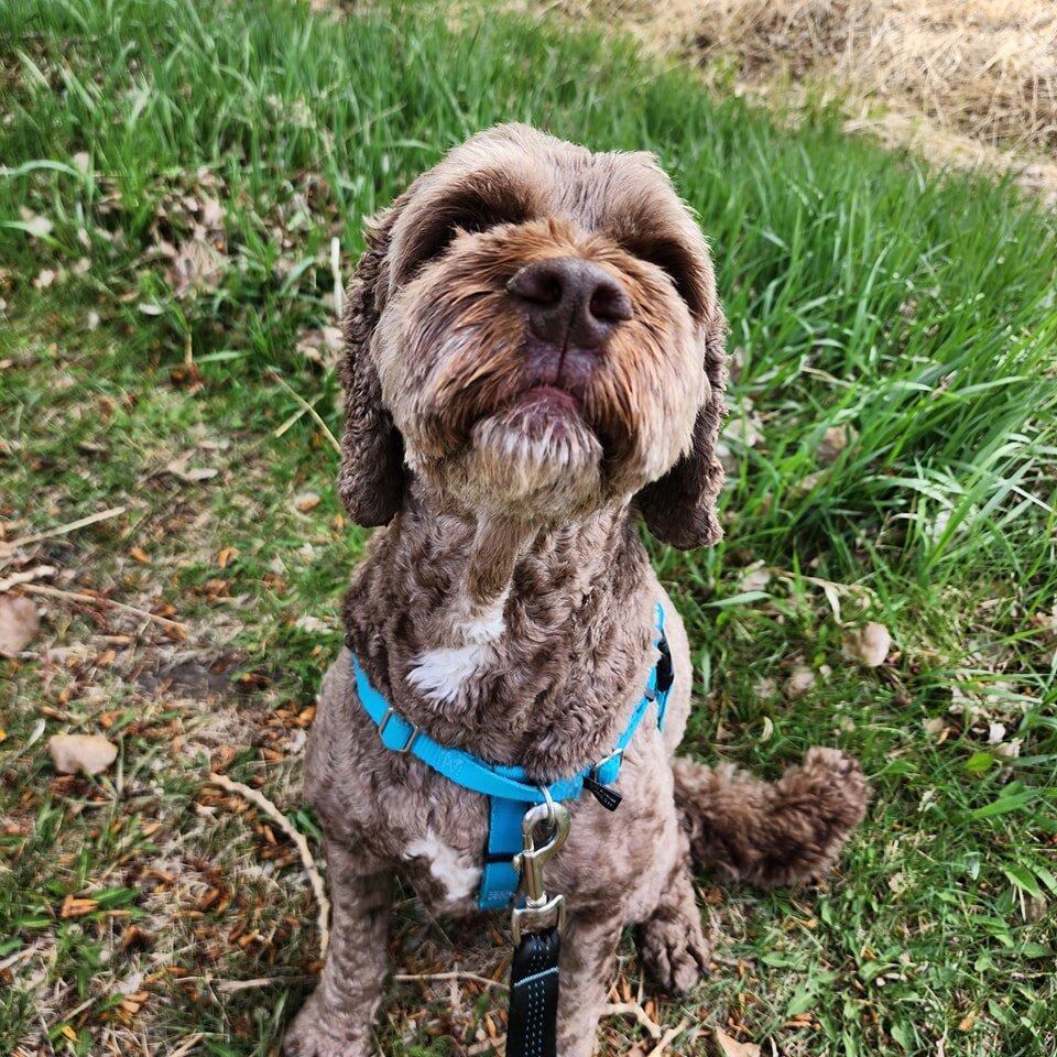 Looking for enrichment activities that do not require breathing? So are we! 😆

Wowzers! Stay safe outdoors! Short potty breaks are on the menu for today! 😳🫁

#woofpackairdrie #thewoofpackab #airdriedogs #airdriedogwalkers #airdriedogtrainer #alber