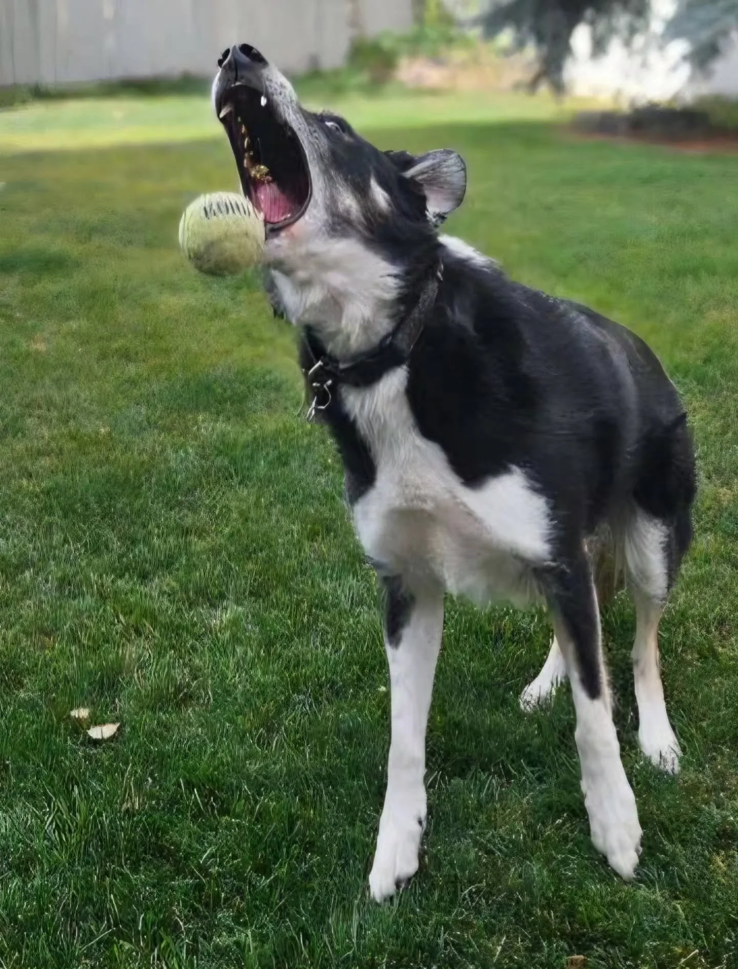 Today was a chilly one! Reminds us just how close the cold wind, frozen windshields, and snowy roads are! 

Can u believe that this will be Sarah's 8th and Jenn's 4th winter taking care of puppers! Be easy on us 2025 🤣🙏❄️ 

I feel so lucky to have 