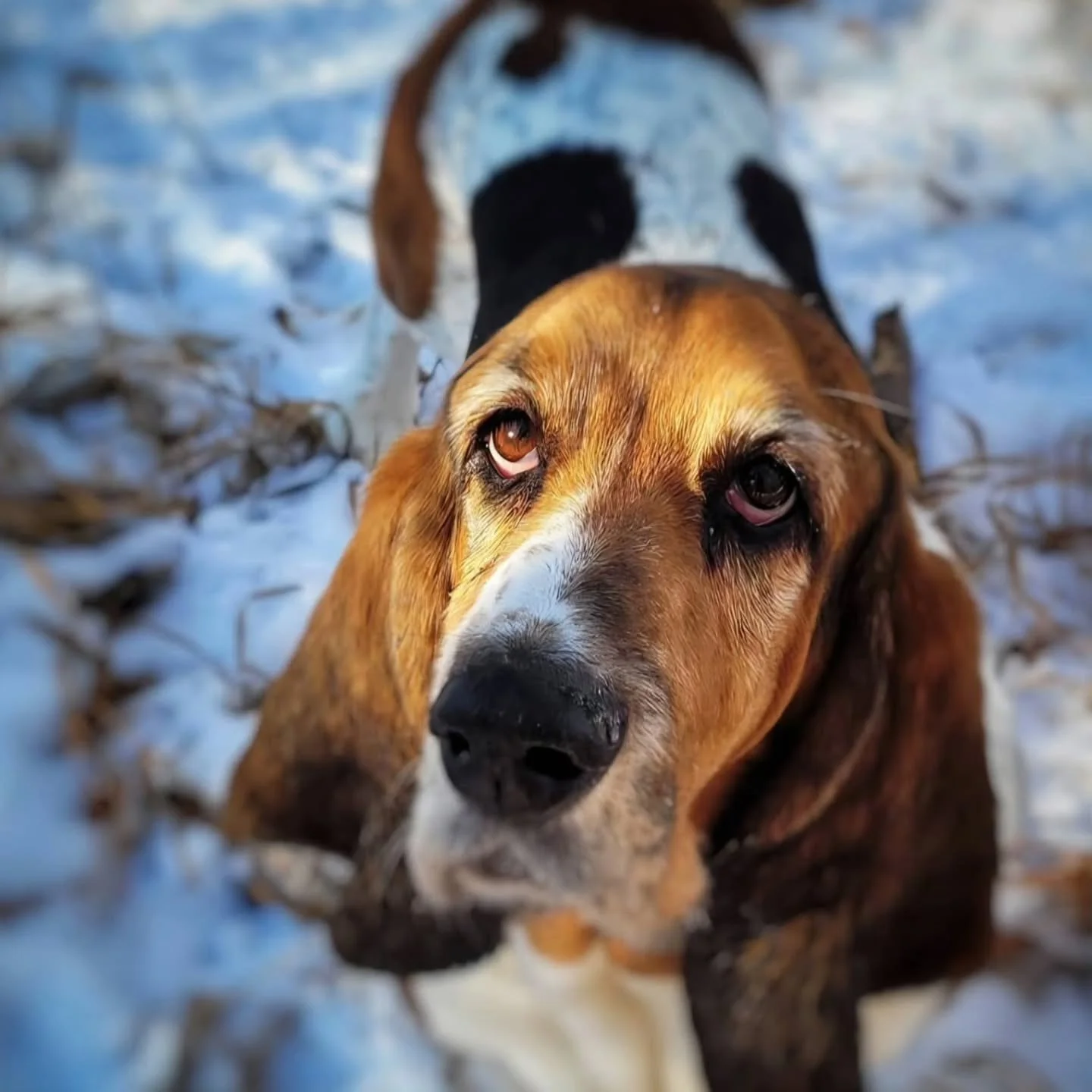 Some days its all puppies and sunshine and some days it's a bit less. 

To be honest sadness comes with this job too. Some weeks feel like its all about processing loss and change. 

I need to make a special post about our beautiful boy Raylan here. 