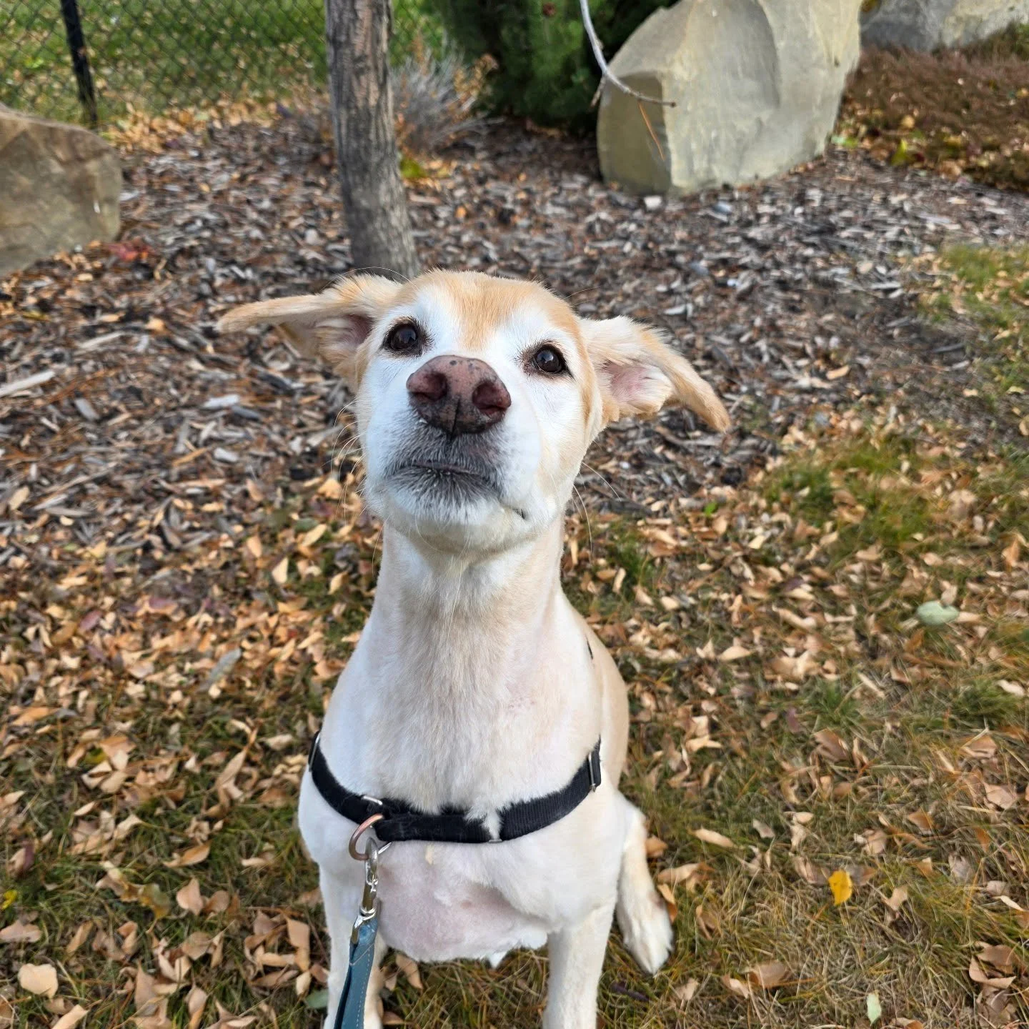 I feel like you should definitely see some really cute puppers on this Monday morning ⏰️

#daylightsavings #airdriepetservices #yourdogsarefamily