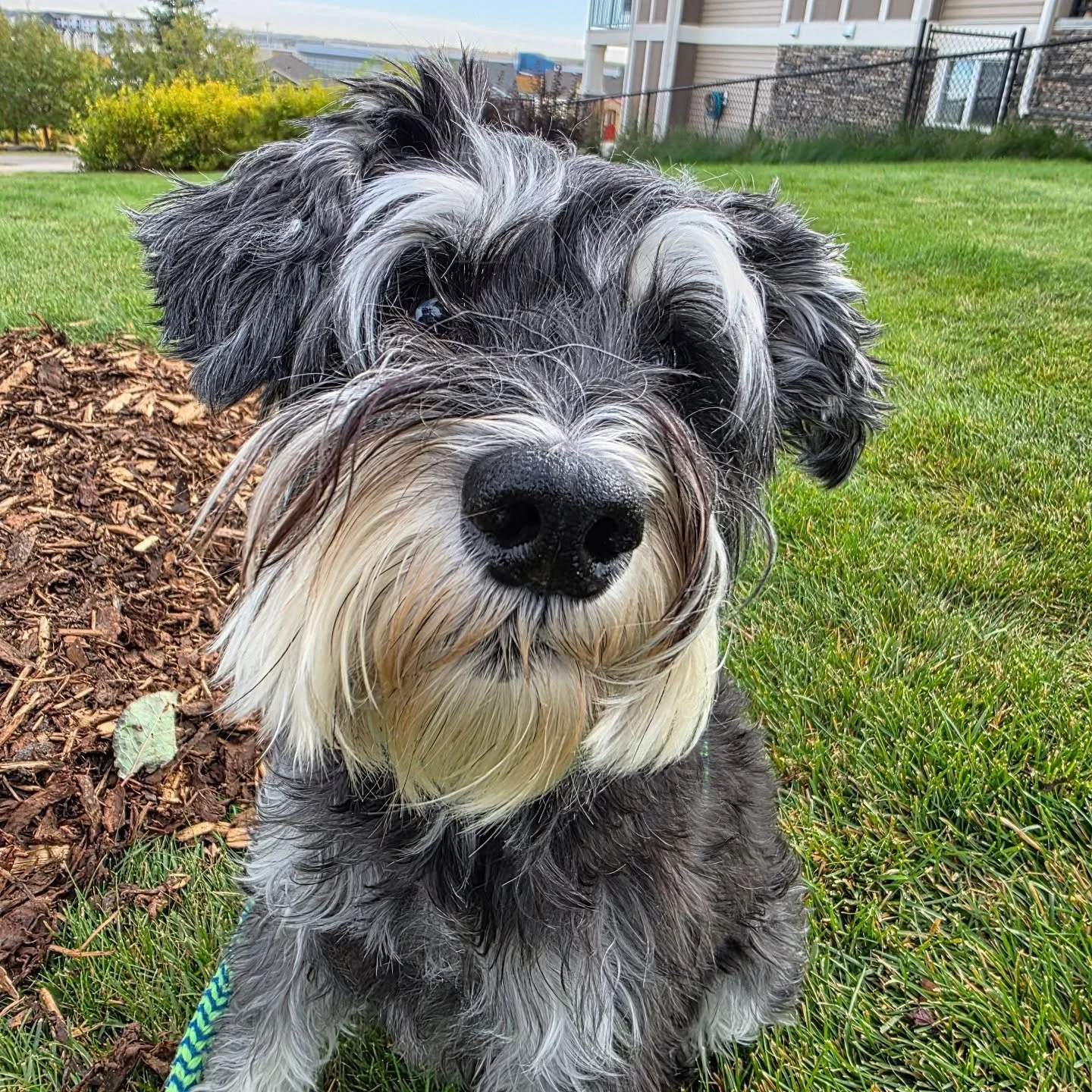 All the cute faces in October! 🎃

#airdriepetservices #airdriedogtraining #fearfree #gratefulaf