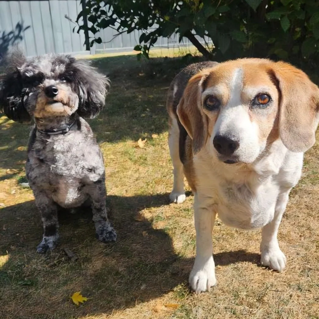 Today we recognize and honour this national day for truth and reconciliation.

#truthandreconciliation #orangeshirtday #dogislove #wehonoryou