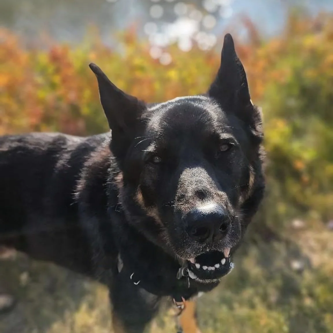 Happiest of Fridays 🐾❤️

#cutenessoverload #airdriedogs #dogwalkerlife