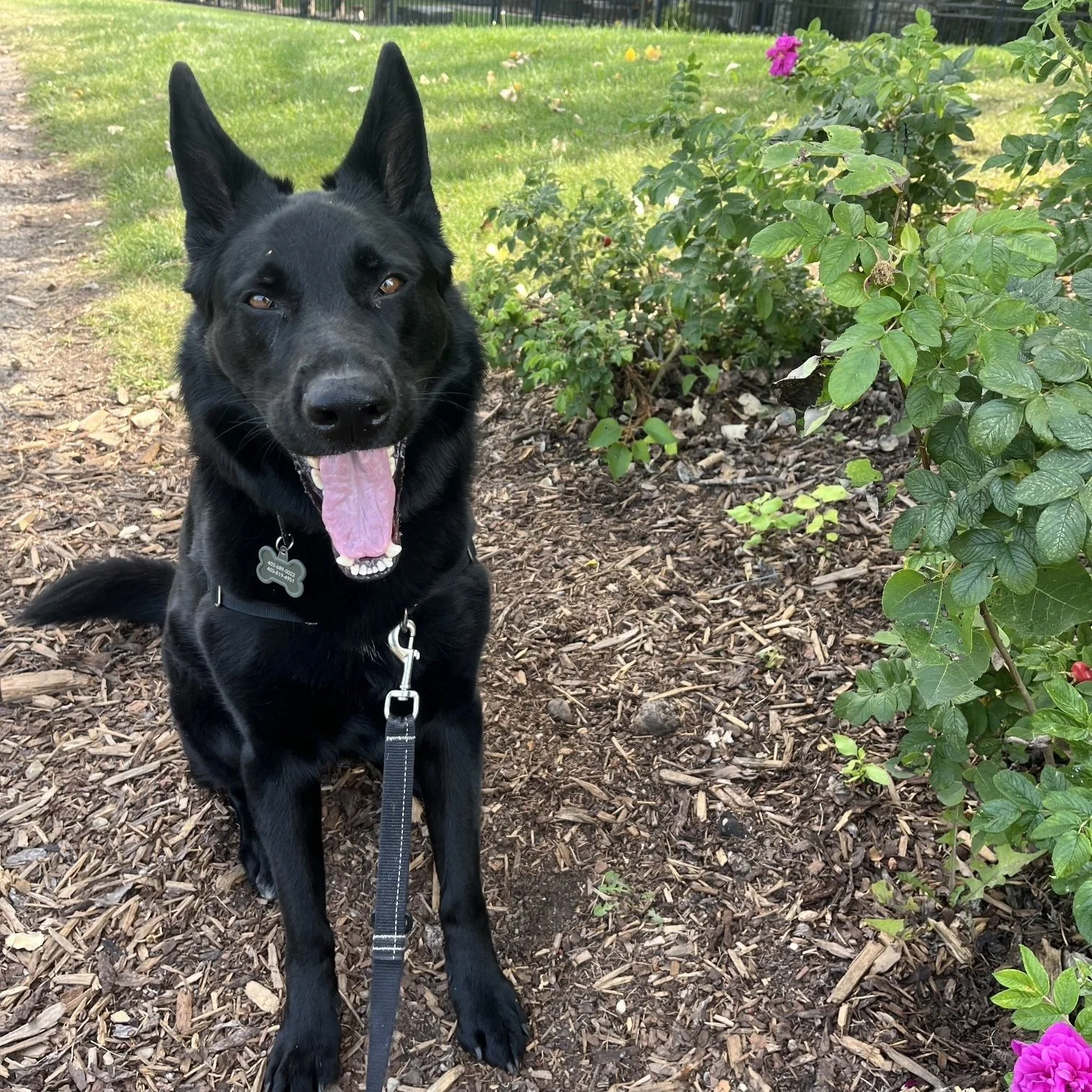 We will be over here hanging with all the cute puppies 🐶 🐾

#airdriedogs #happytobehere #dreamteam #dogwalkerlife