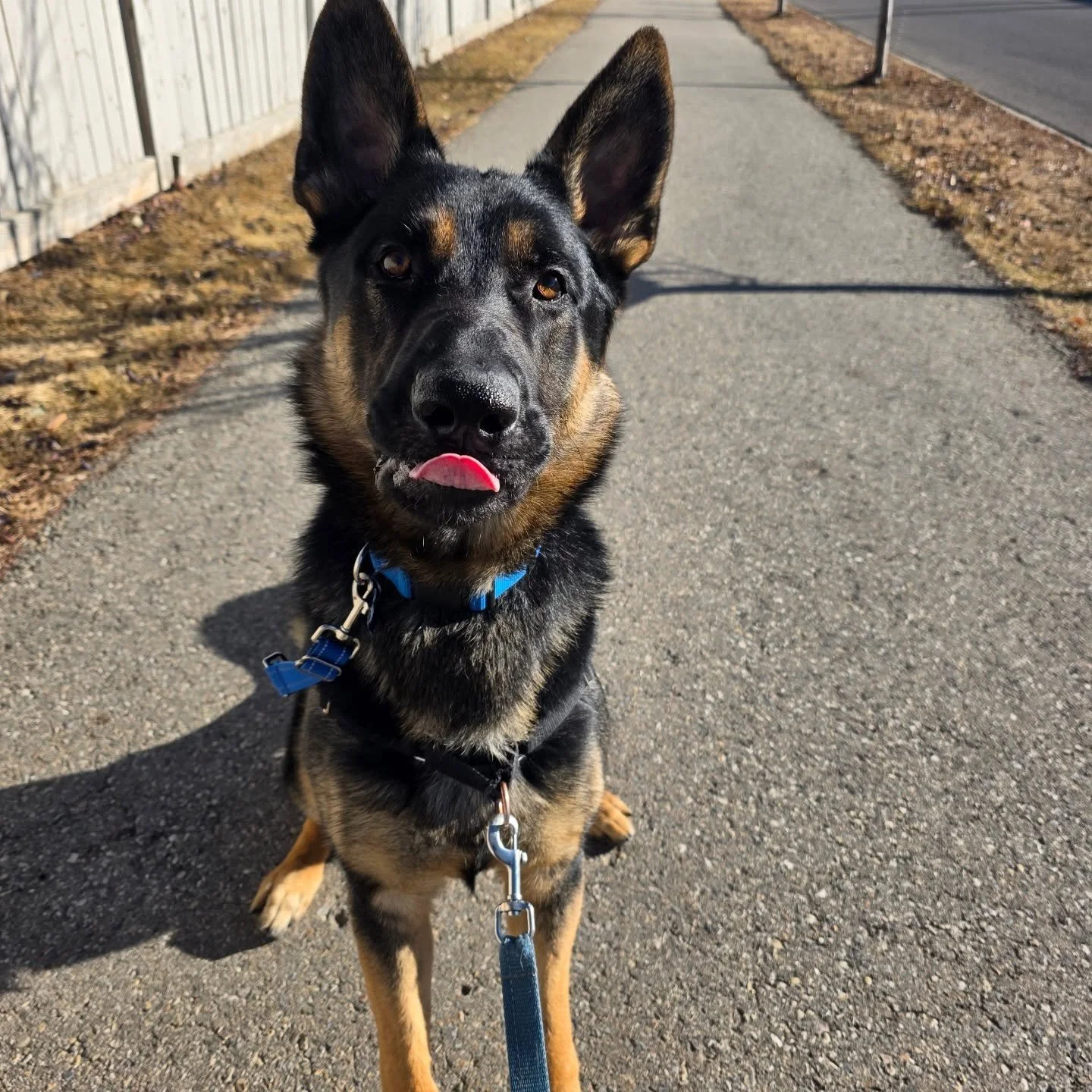 Let's enjoy these sunny faces on this foggy morning!

#airdriepetservices #winterscoming #lovewhatyoudo