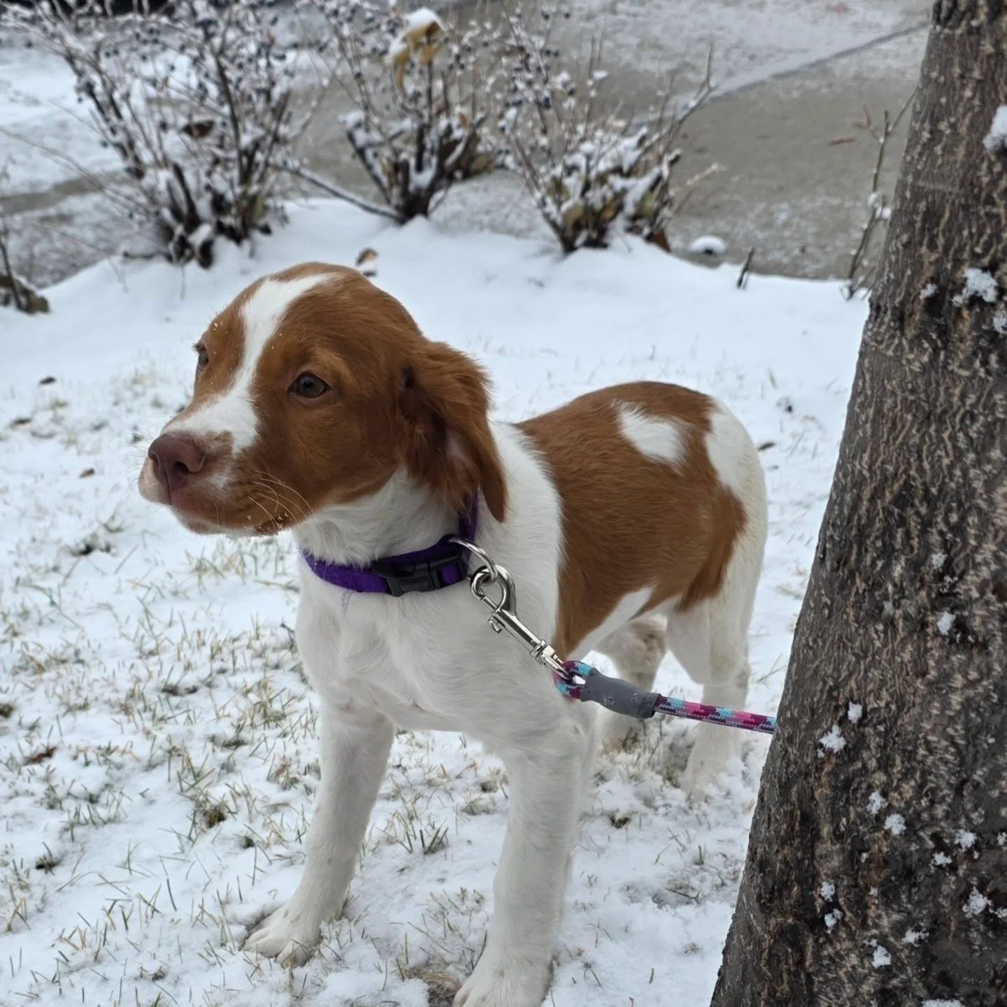 Oh how the scenery can change in a day in Alberta ❄️🐾

#snowday #airdriedogs #happypuppies