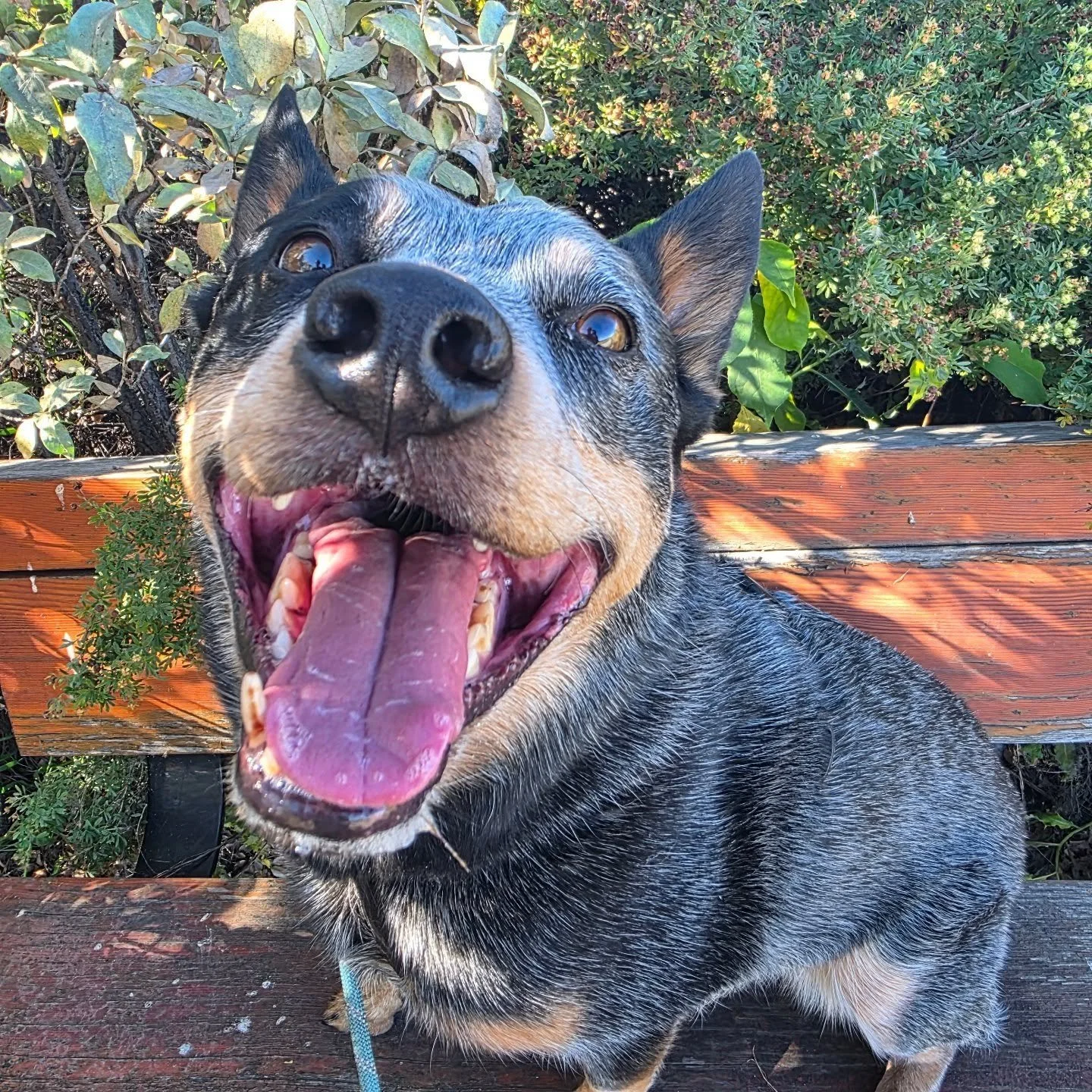 My camera is jammed full of photos! Let's clean this up and get these cute faces out on display! 🐾🤣

#airdriedogwalkers #memorycardfull #ourbusinessisyou