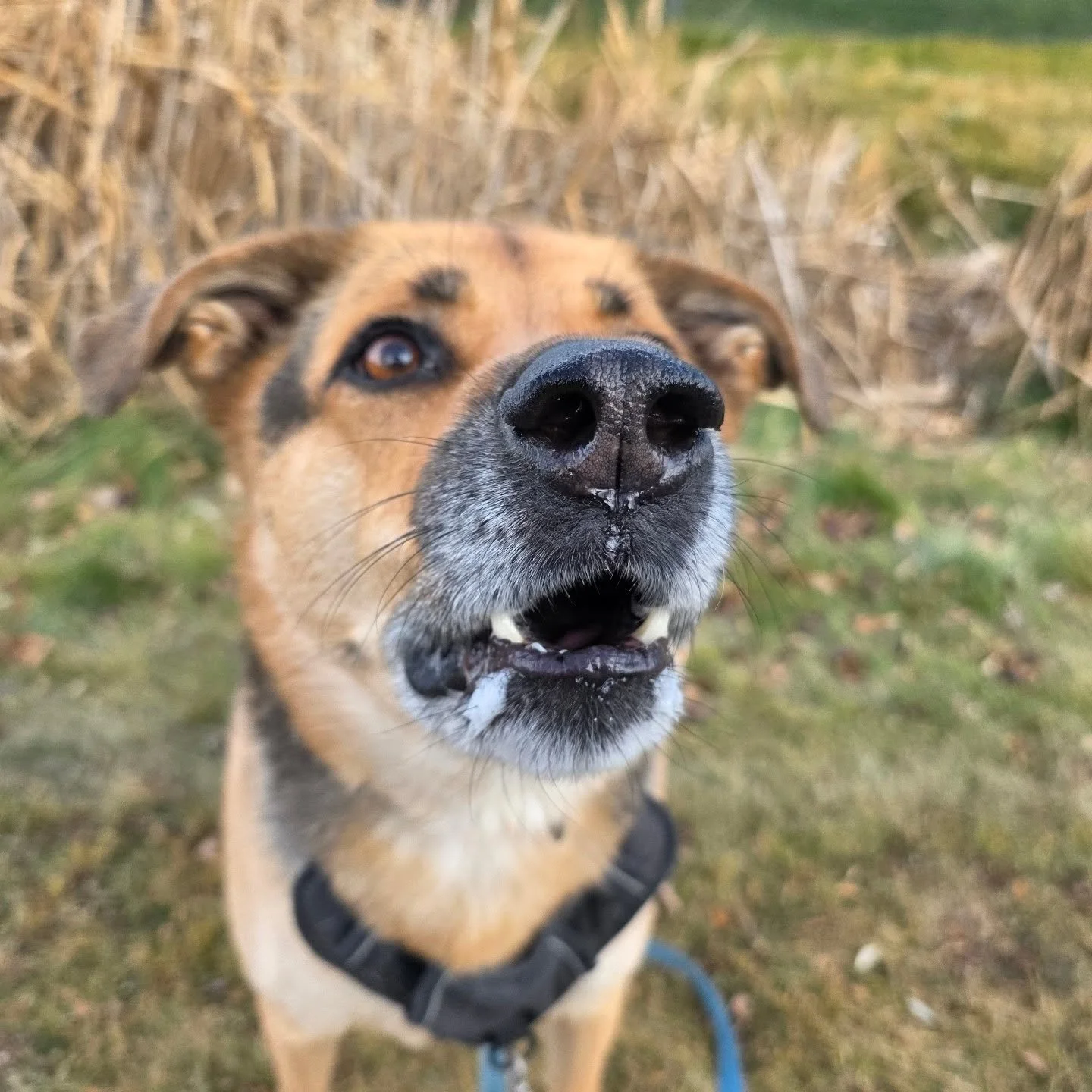Today we reflect on the sacrifices made for our freedom. Thank you to all our veterans!

#airdriepetservices #remembranceday #wehonoryou