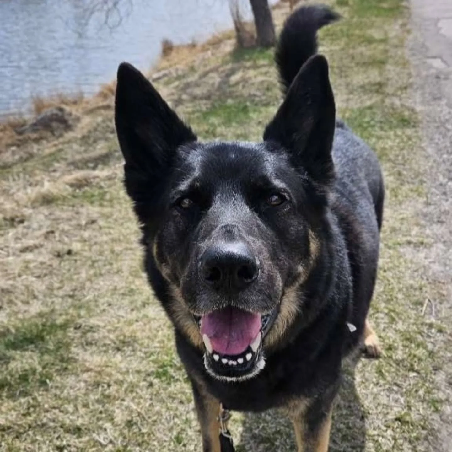 Our hearts feel so heavy that we did not get more time with you! More time to wrap our heads around what was actually happening, more time to say goodbye, and more time to love you. 

You were the bestest boy. A big huge silly teddy bear with a heart