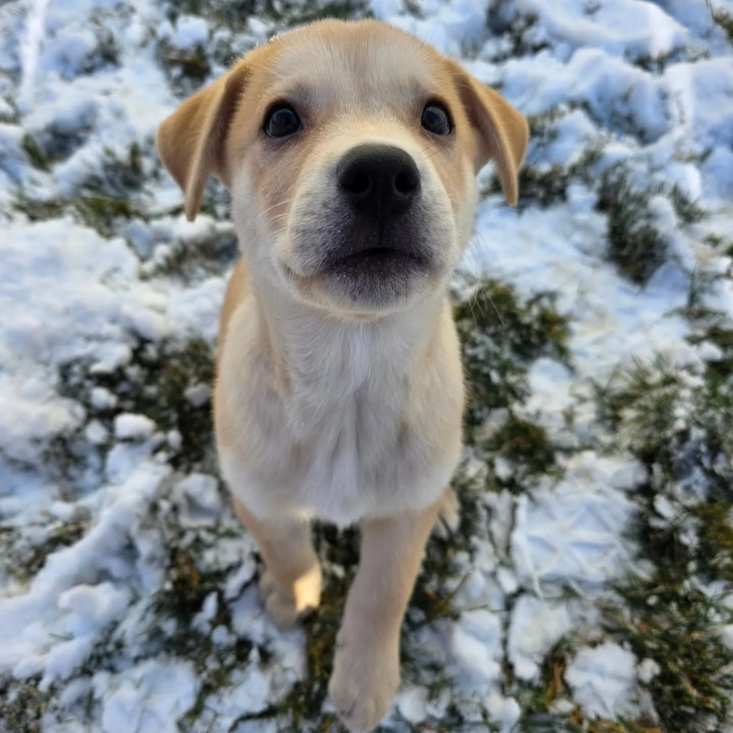 Even a little snow and freezing rain can't put a damper on this kind of puppy cuteness! 🐾

#airdriepetservices #gimmeabreak #ineedallthepuppies
