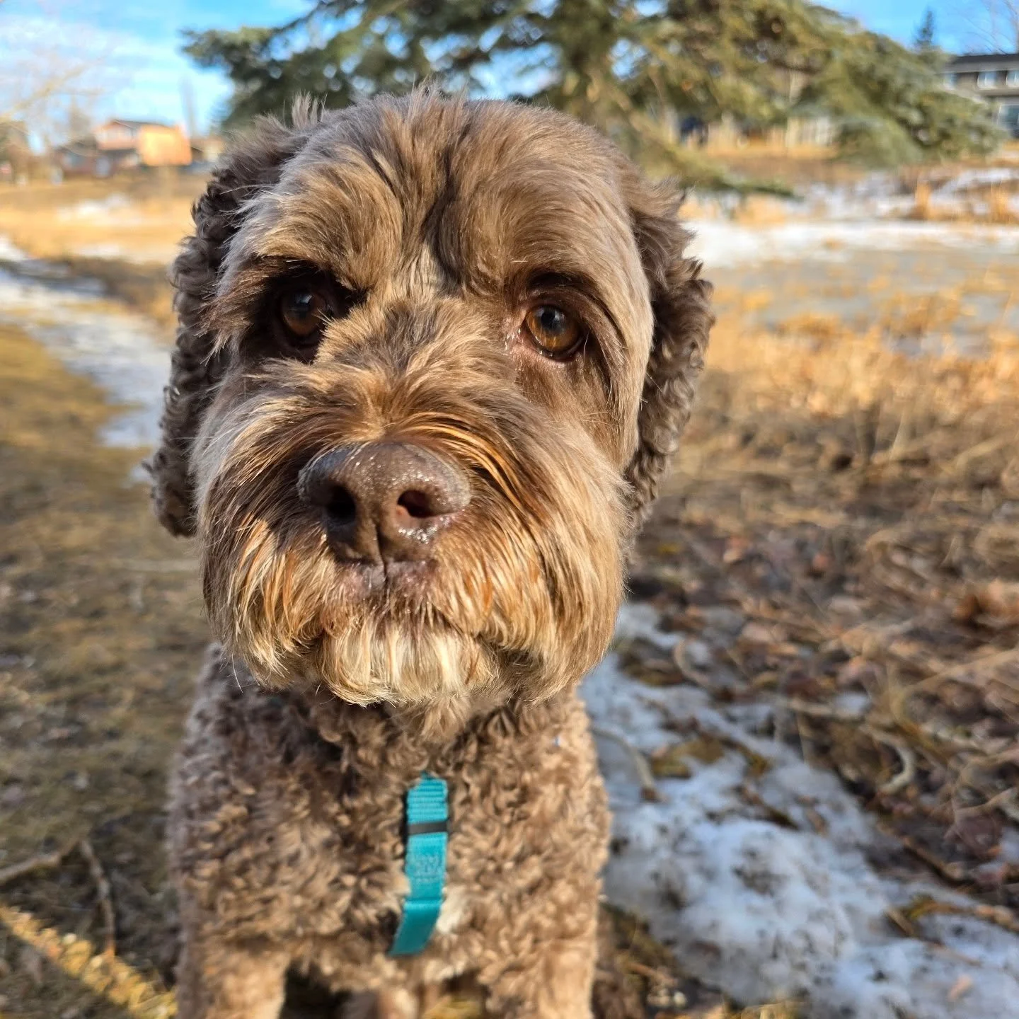 Lovin this sunny melty sniffy weather 😍 

#airdriedogs #albertachinook #givemepuppies