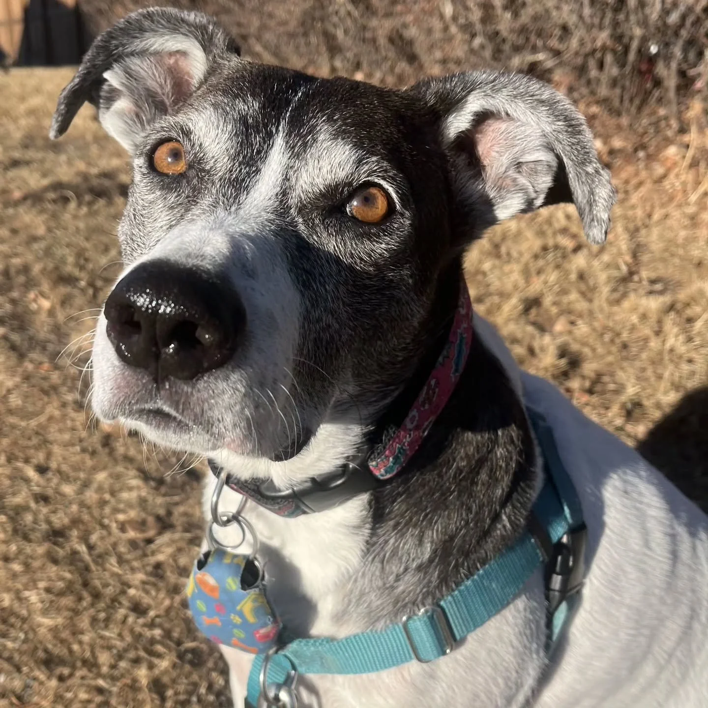 Insert cookie here 🍪

#dogislove #bestdayswithyou #airdriepetservices