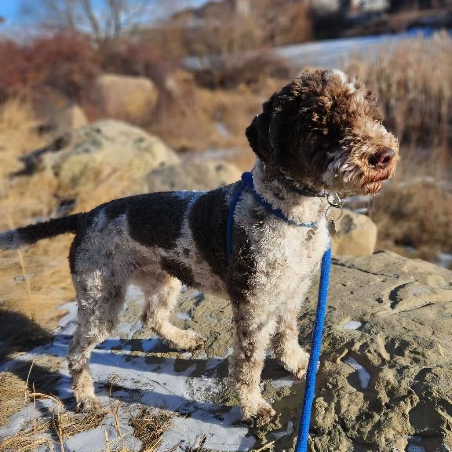 Stay warm on this frosty Friday! 🥶❄️

#airdriedogs #albertawinters #happyfriyay