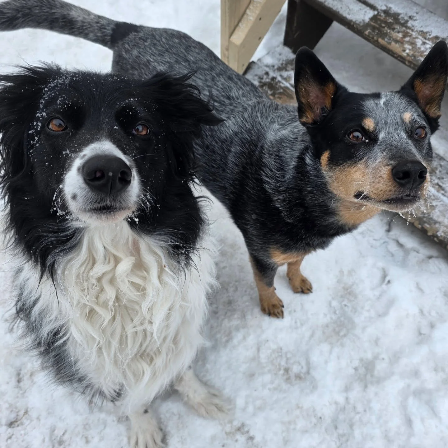Sleep. Eat. Puppies. Repeat. 🐾&hearts;️

#airdriedogs #airdriepetservices #airdriedogtraining #happysaturday