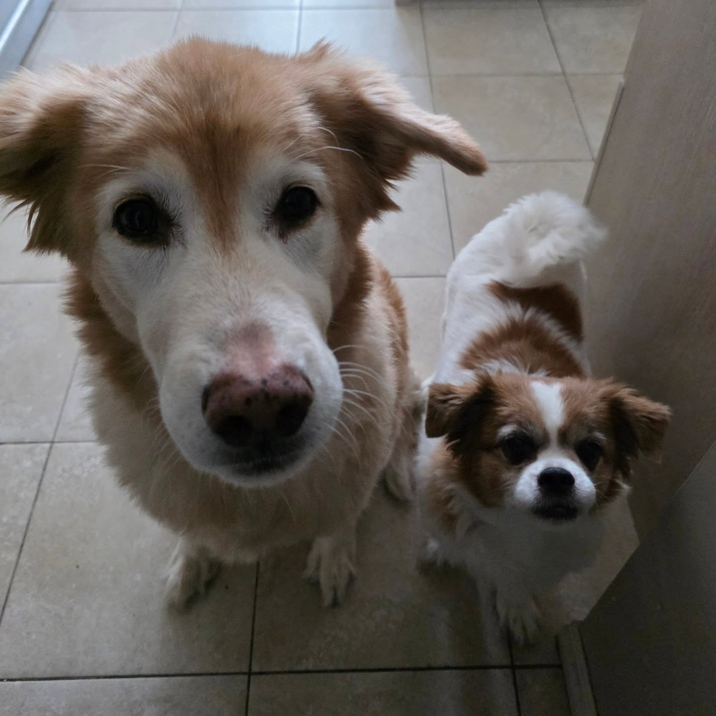 Some cute faces to start a new year with 😍 

#airdriepetservices #airdriedogwalkers #coldbutcute