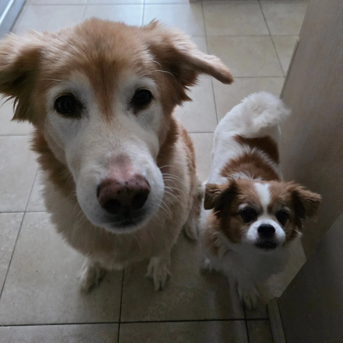 Some cute faces to start a new year with 😍 

#airdriepetservices #airdriedogwalkers #coldbutcute