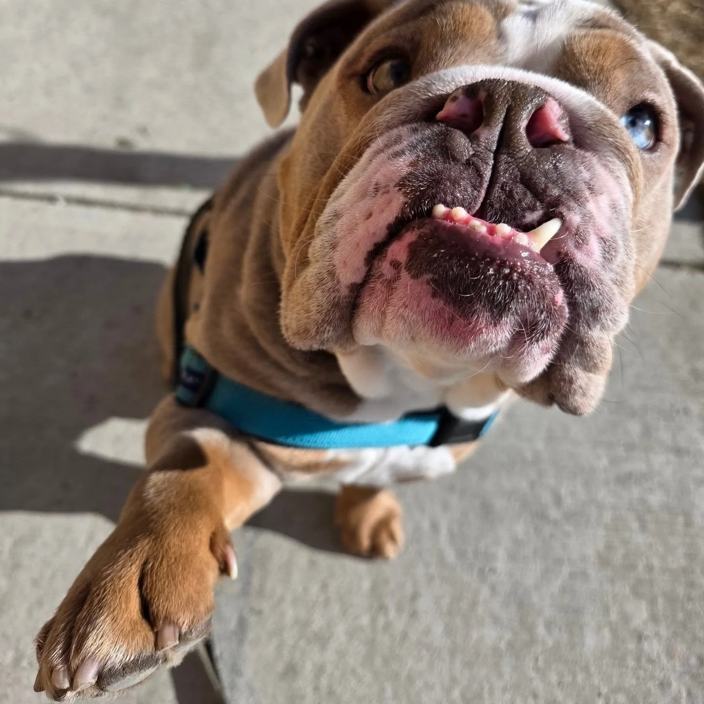 Boy oh boy is it going to hurt when we remember it's winter next week 😱 But hey, we'll take it 🥰

#airdriepetservices #falsespring #cutestpuppers