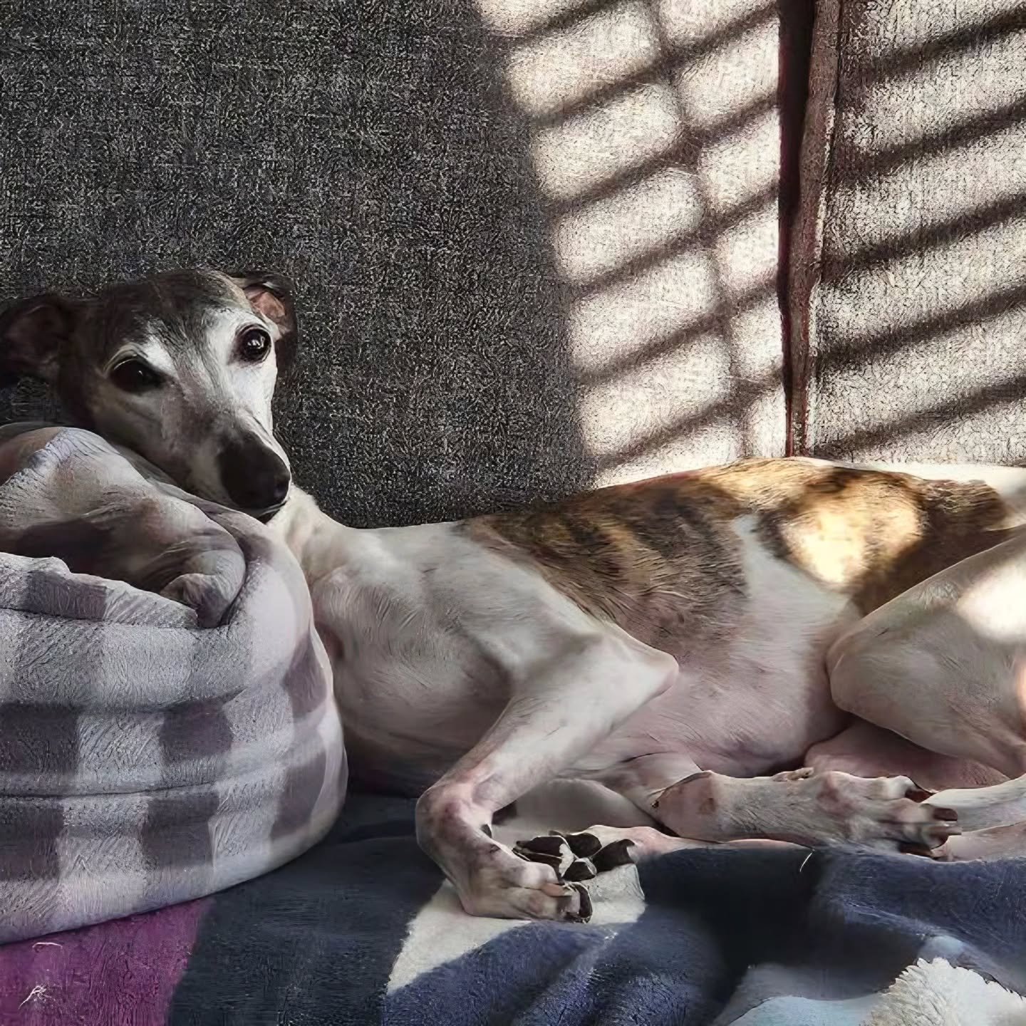 You make our mid week hump so adorable 😍 

#airdriepetservices #happypuppies #chinooksarewelcome