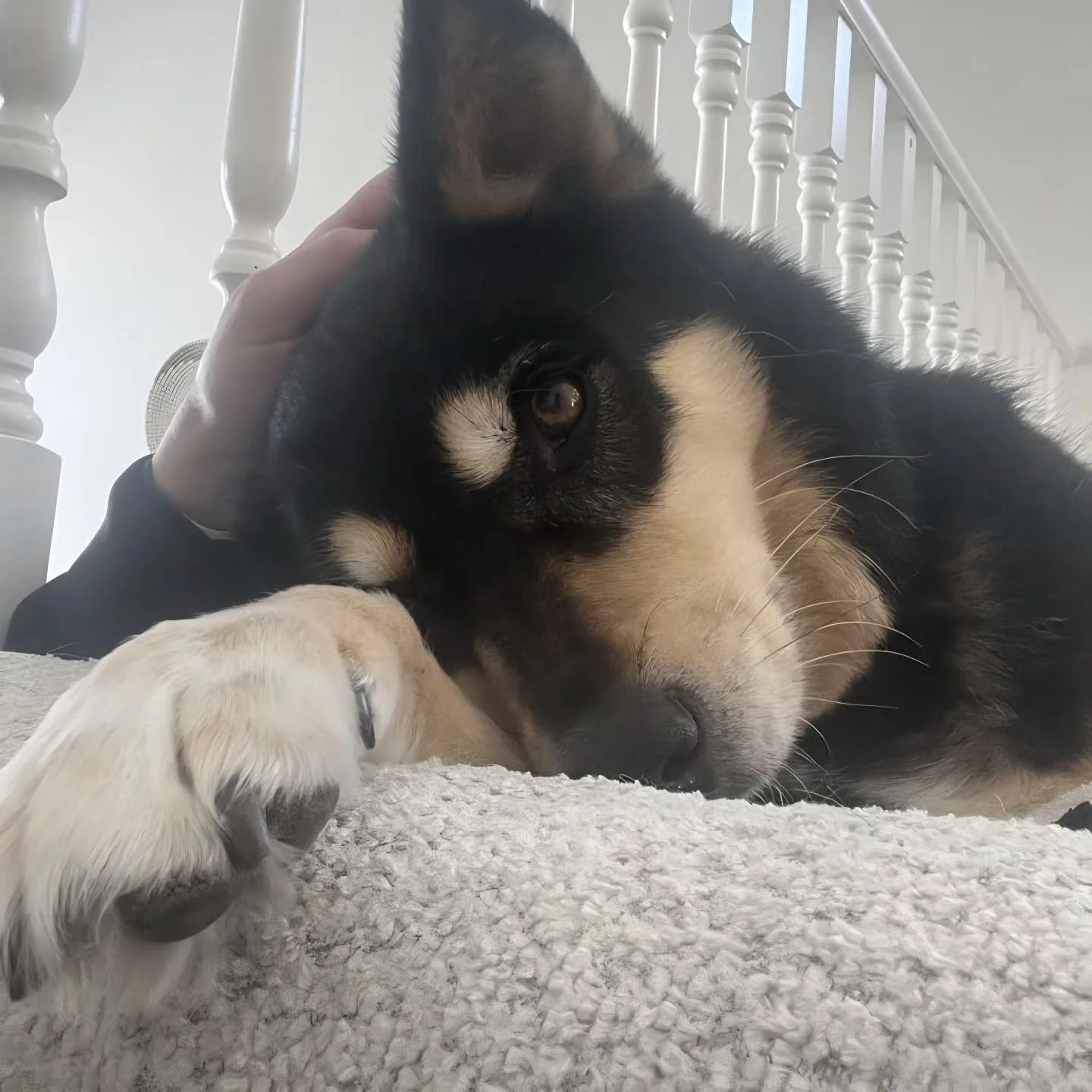 Welcoming in the Spring! 🙏🐾

#airdriedogs #dogwalkerlife #springinalberta #nomoresnow