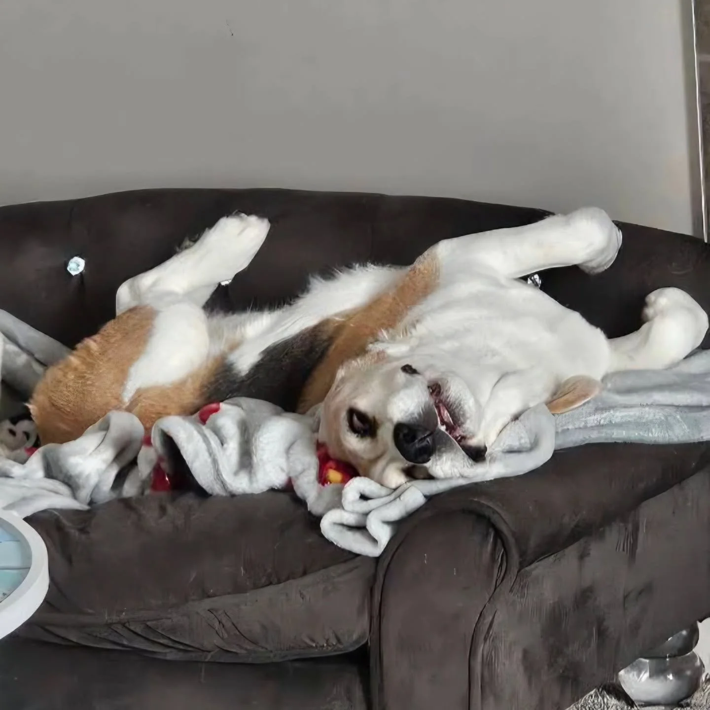 In like a lion, out like a lion 🦁 and more snow coming! We are good, winter. Go away soon!

#airdriepetservices #overwinter #aprilfools