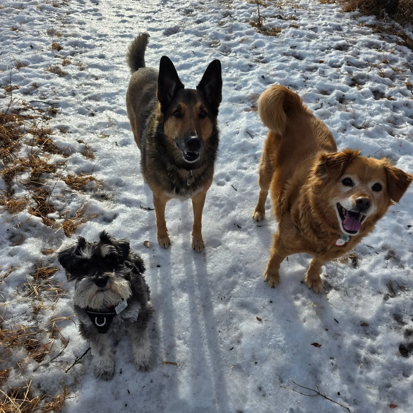 We sure hope you are all staying safe on these roads today!

Not gonna lie.....today is a scary one 😱

#gottalovewinter #heretosupportyou
#weloveourpuppies #whataday #gratefultomyteam