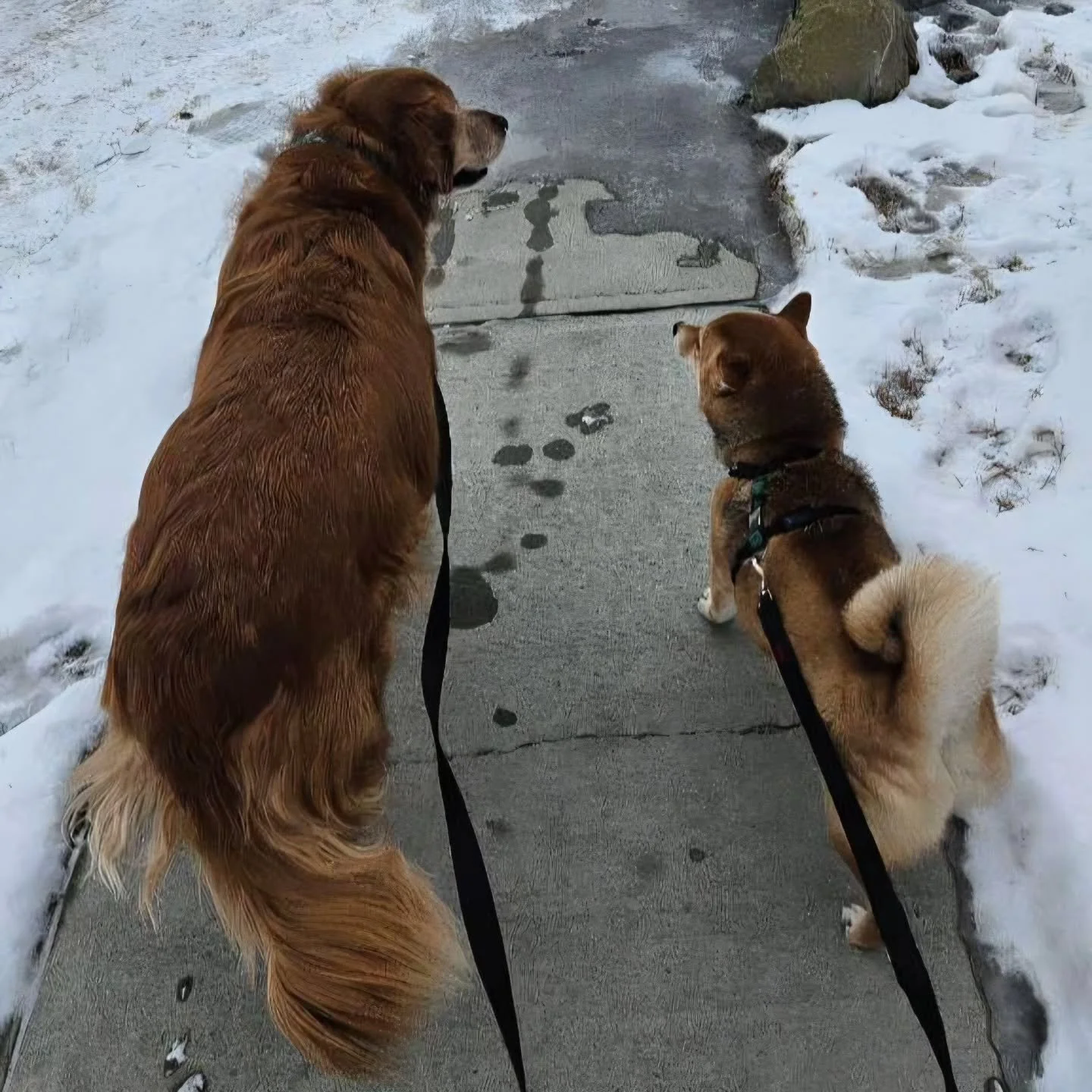 When you love what you do, you become unbothered by all the unnecessary noise around you.

#airdriedogtraining #rewardbaseddogtraining #sniffariclub #stayinyourownlane #happysunday❤️