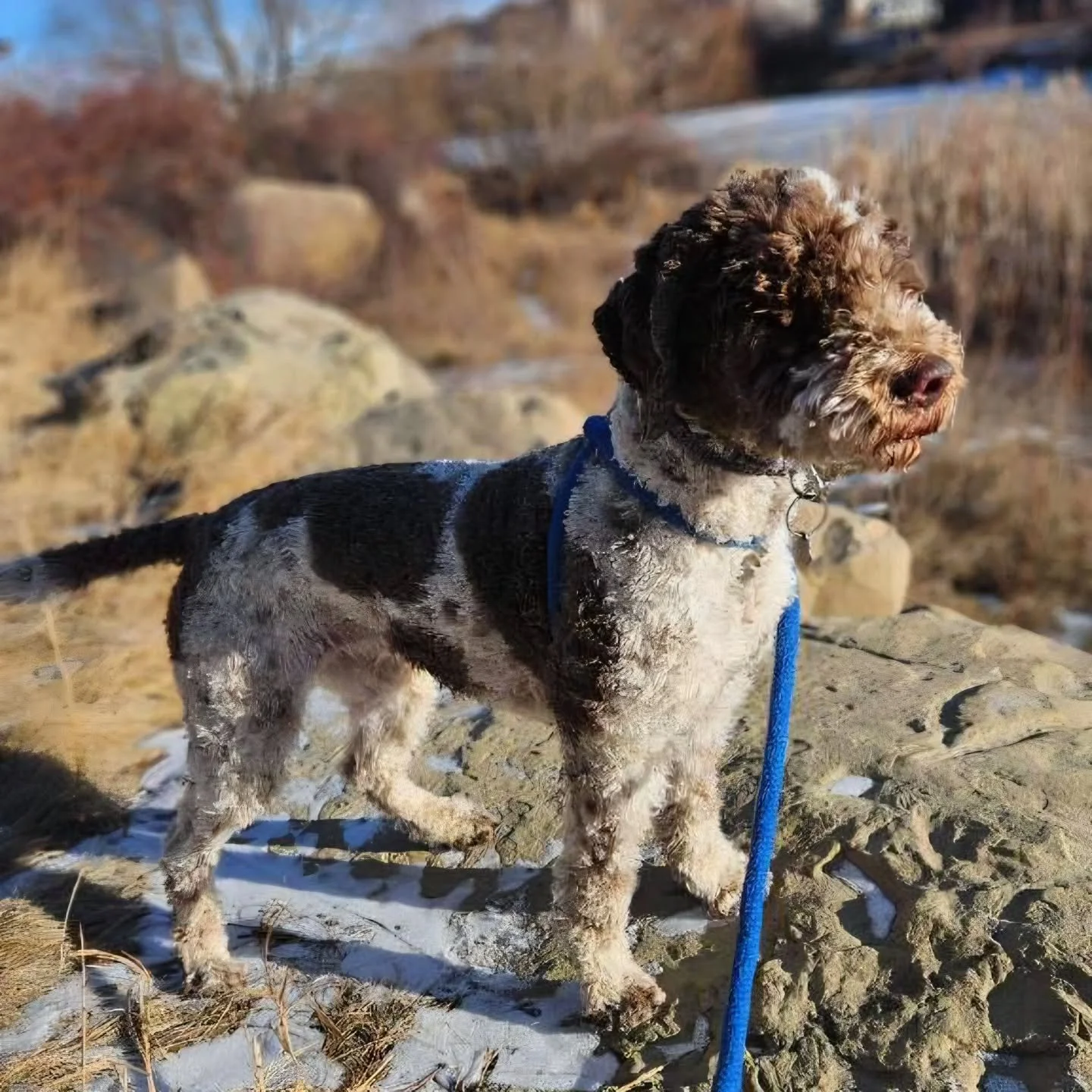 Stay warm on this frosty Friday! 🥶❄️

#airdriedogs #albertawinters #happyfriyay