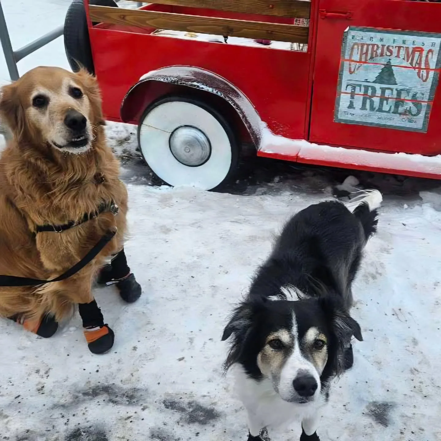 Merry Christmas to the best puppies and their families from all of us. 🎅 🎄 ❤️ 

#feliznavidad #merrychristmas #feelingsoblessed❤️ #coldupinhere