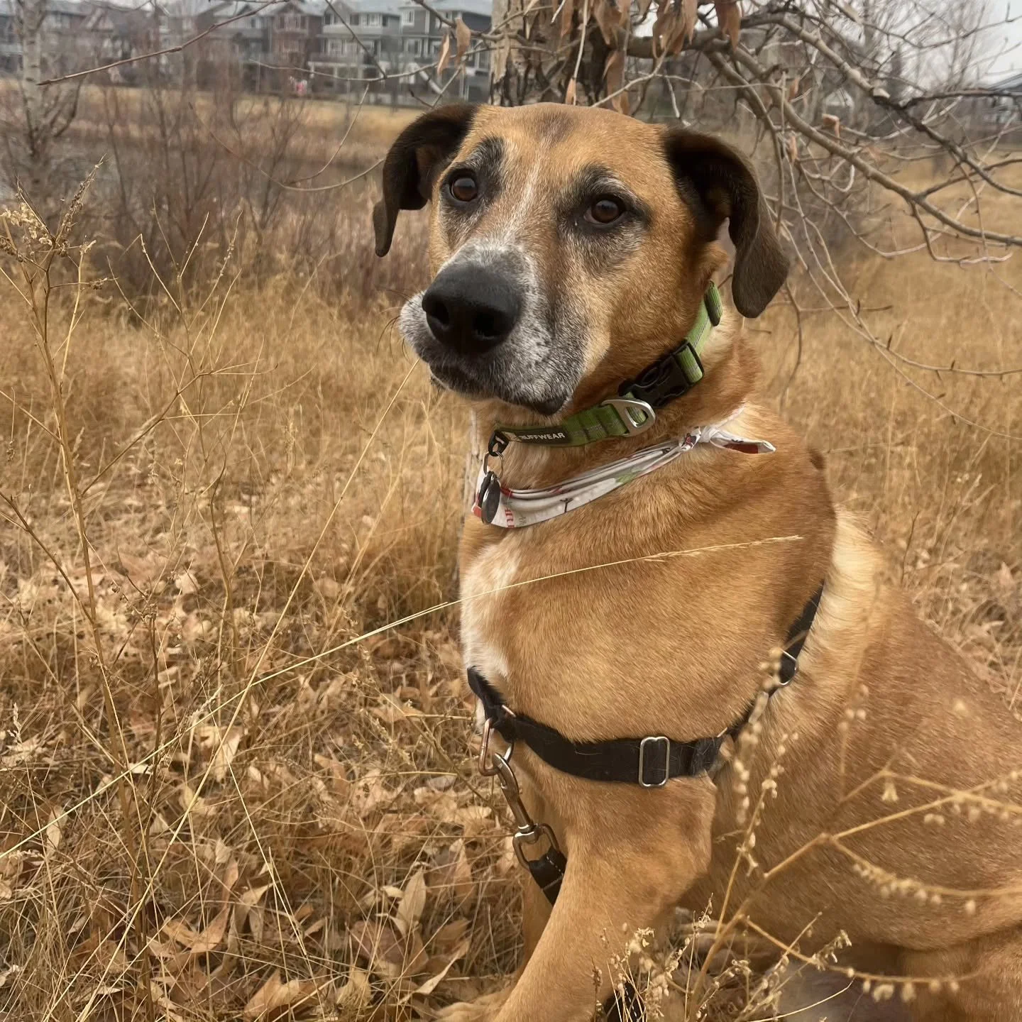 Such a beauty of a day for hanging with your best buds 💕 

#airdriedogs #bestdayswithyou #doggiewalker