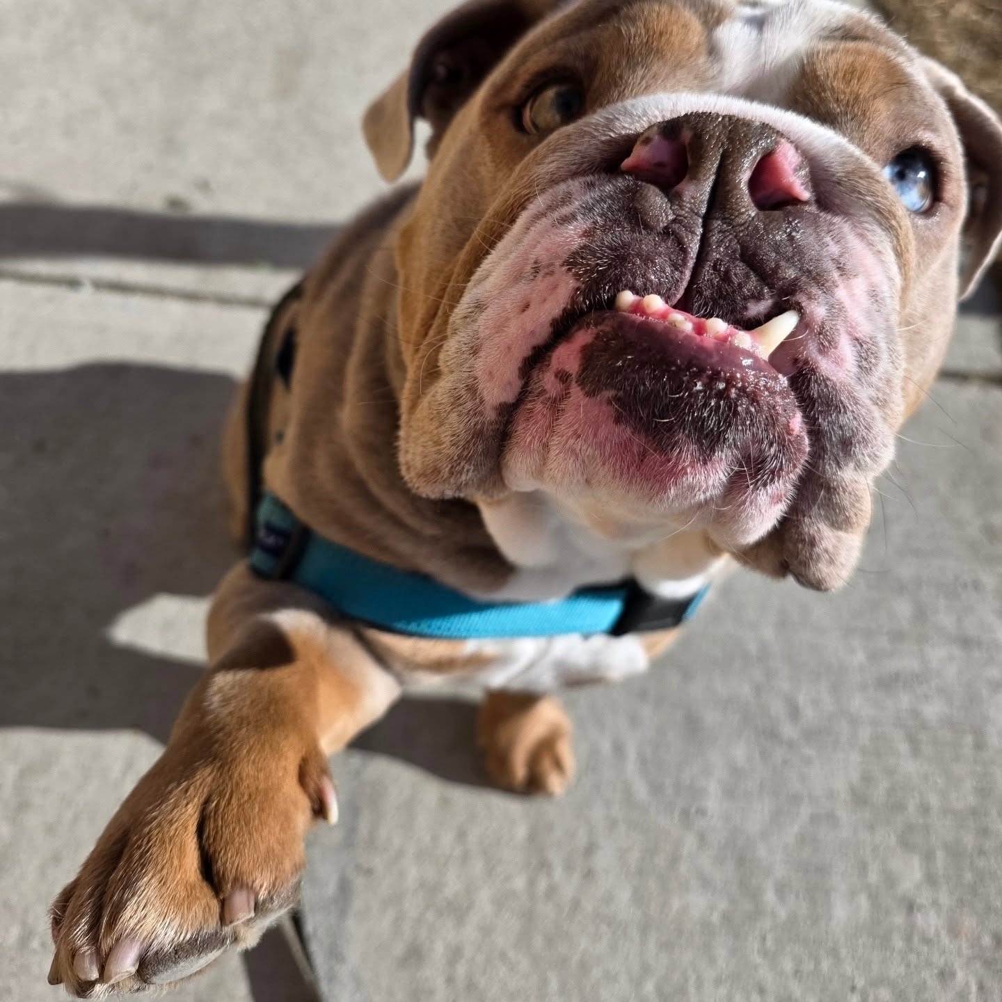 Boy oh boy is it going to hurt when we remember it's winter next week 😱 But hey, we'll take it 🥰

#airdriepetservices #falsespring #cutestpuppers