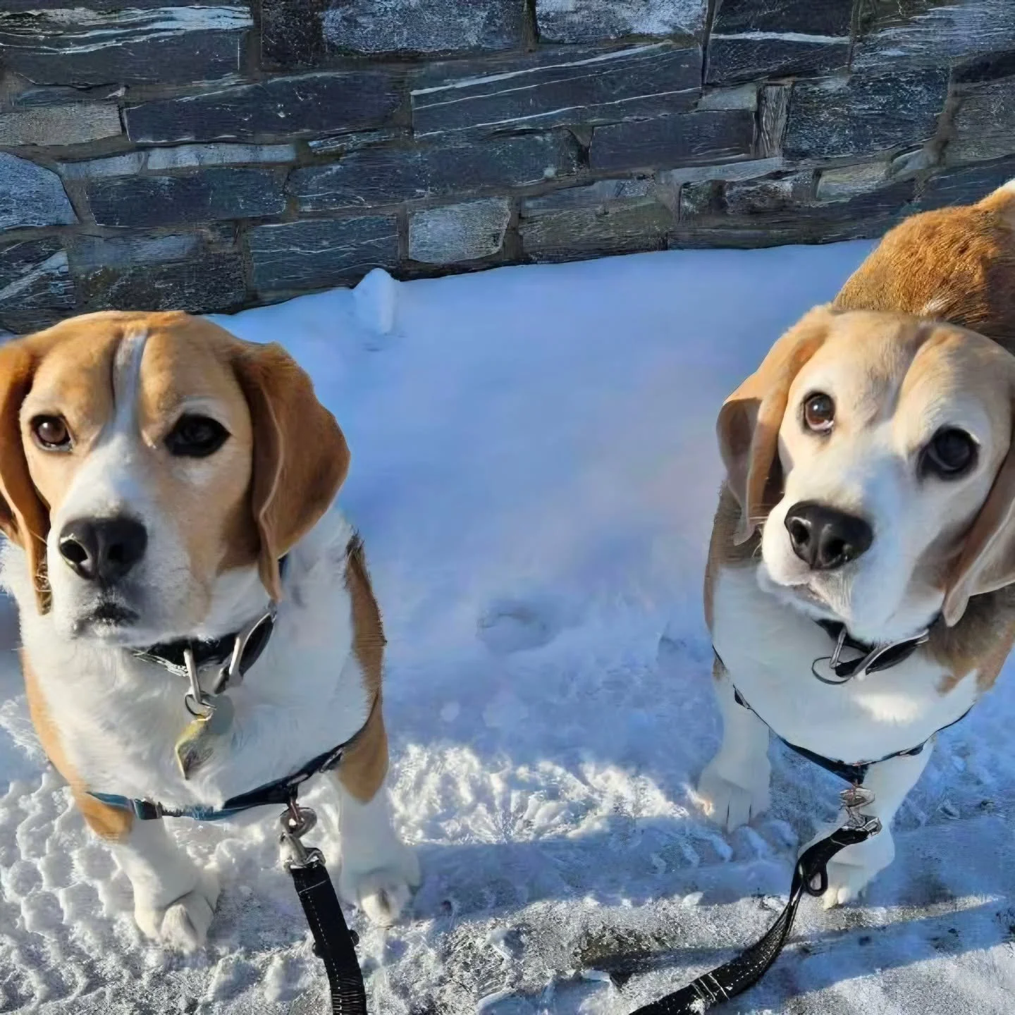 Sunny chinook breaks make all the doggos so happy 😊🐾

#airdriedogs #bringmeyourpuppies #gratefulaf