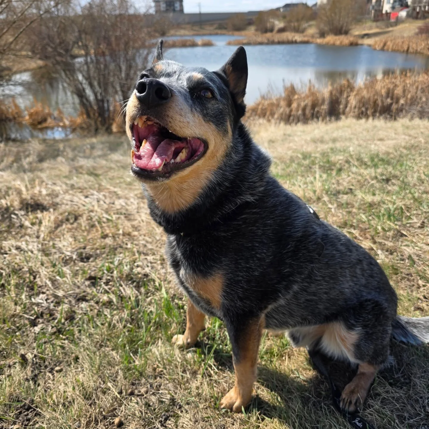 Wow, its been a hot minute since we have shared with you 🐾 

Our days are so full of the cutest puppers and wild spring adventures. We feel just lucky to be out there.....living with them in all the moments ❤️🙏 

Soooo grateful for the sunshine 🌞 