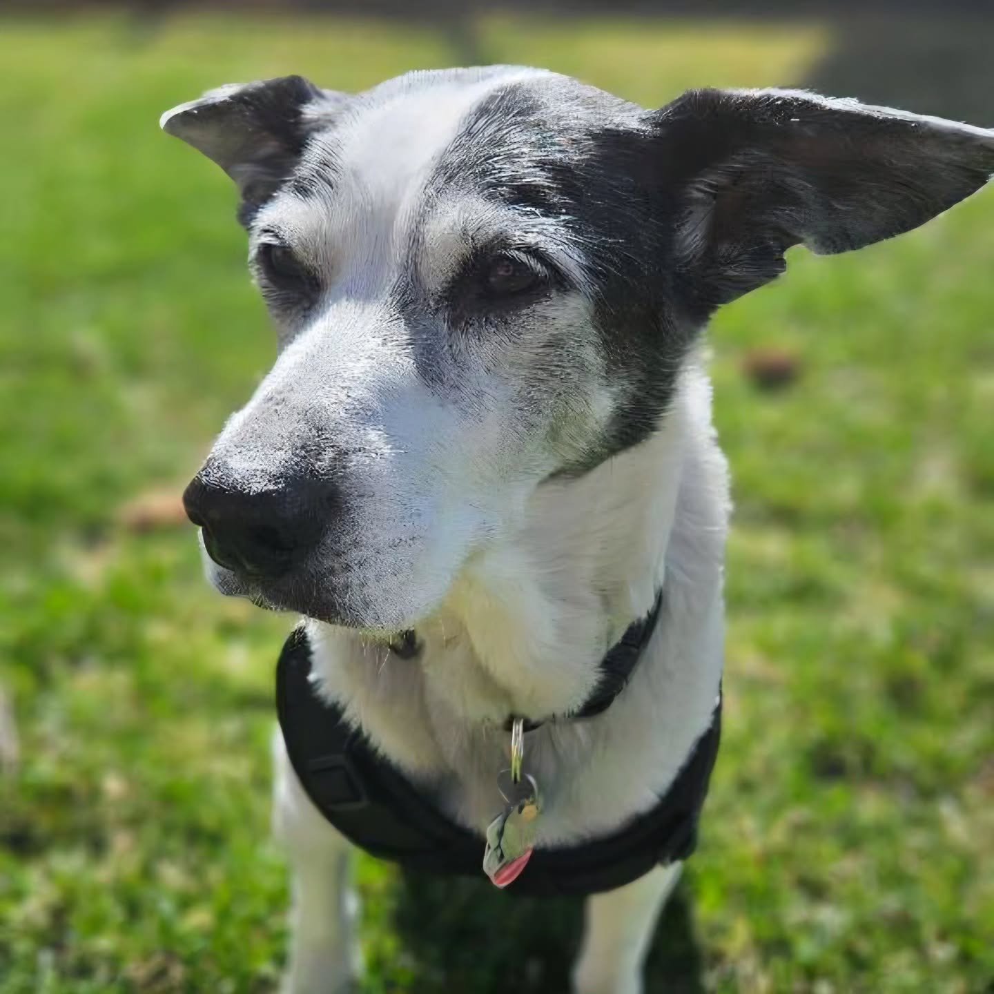 Sunshine and puppies is literally therapy you can't buy 🐾❤️🌞🐾❤️🌞

#airdriedogs #fearfreetraining #custompetservices #myhappiness