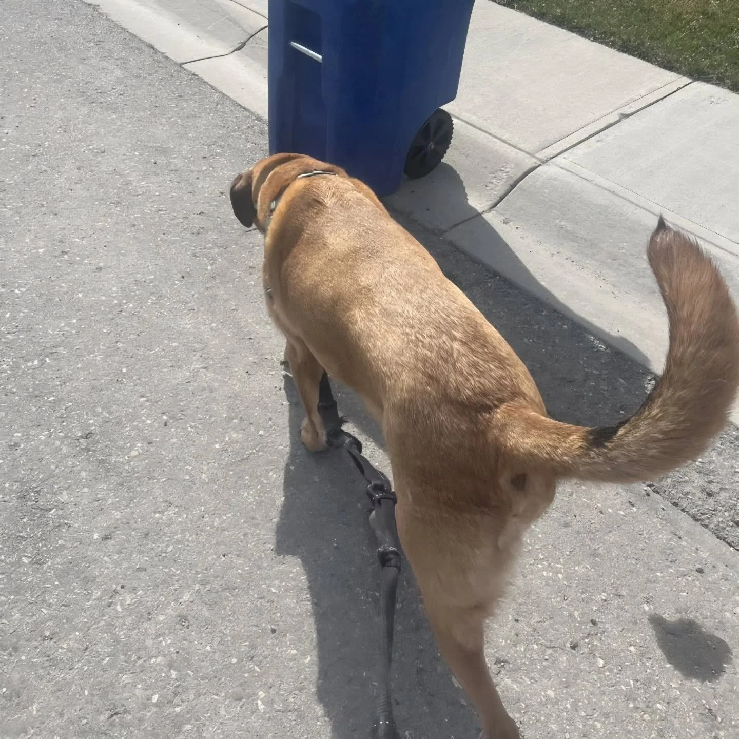 Our POV: Picture #1 is leaving the house to go on our walk and Picture #2 is walking back to the house after our walk. Note the body language 🤣🥺

Gosh it feels so good to be loved 🥹 and buddy we wish we could spend all day with a sweet man like yo