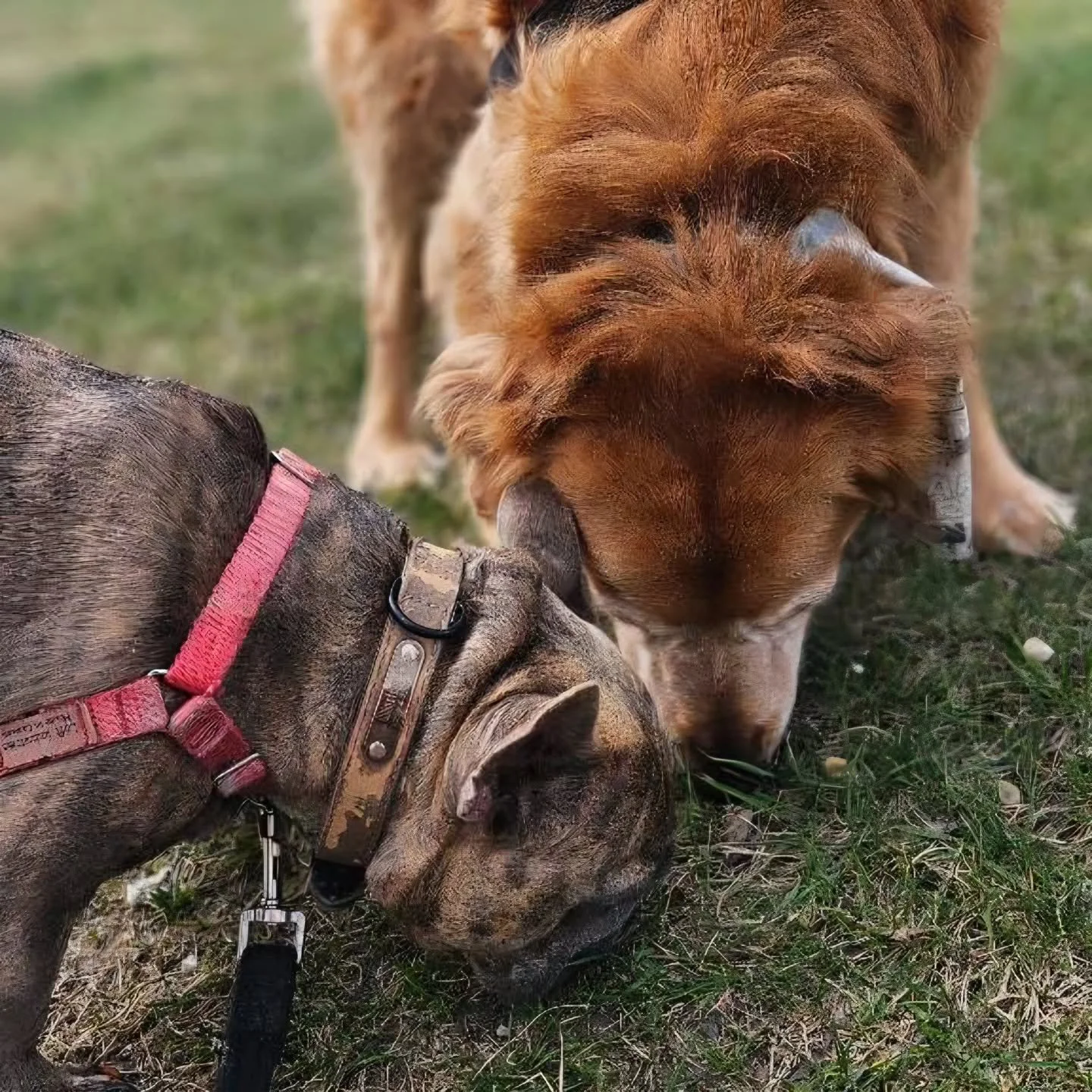 Happy Mother's Day to all our favorite moms out there! 🐾

#happymothersday #dogmomday #airdriedogs