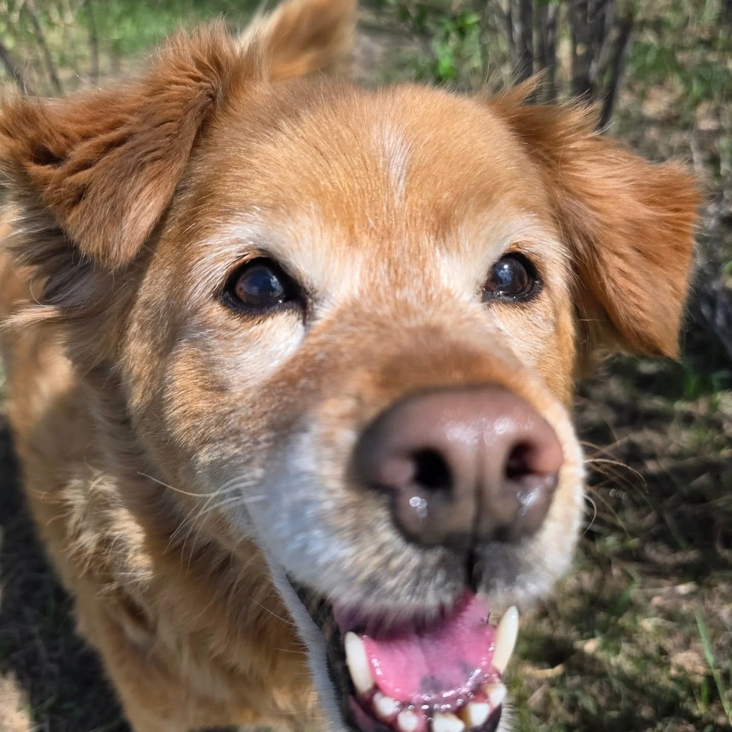 We hope you all enjoy the May long weekend with your puppers 🐾📆

#airdriedogs #airdriedogwalkers #airdriepetservices #happymaylong