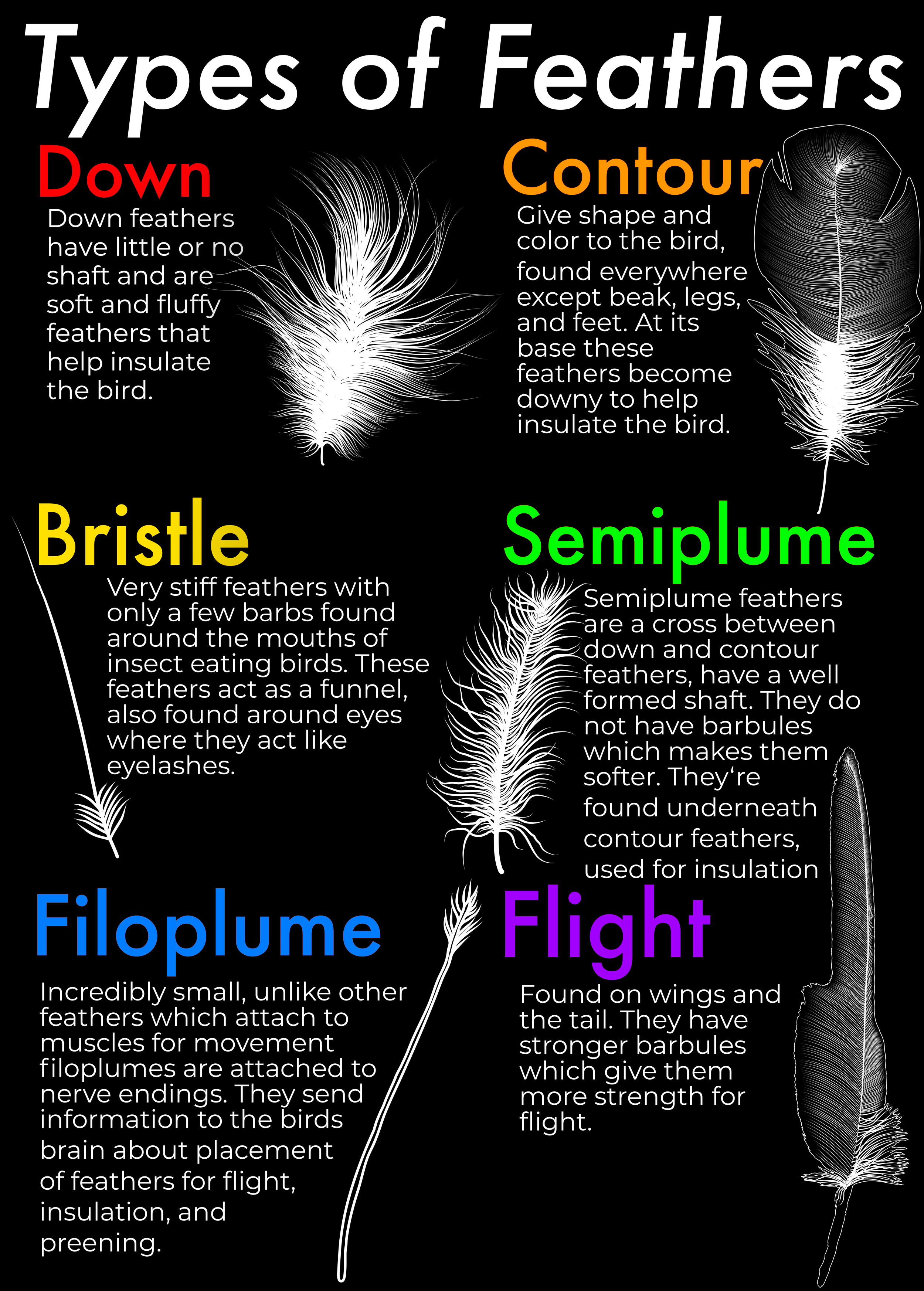 types of feathers.png