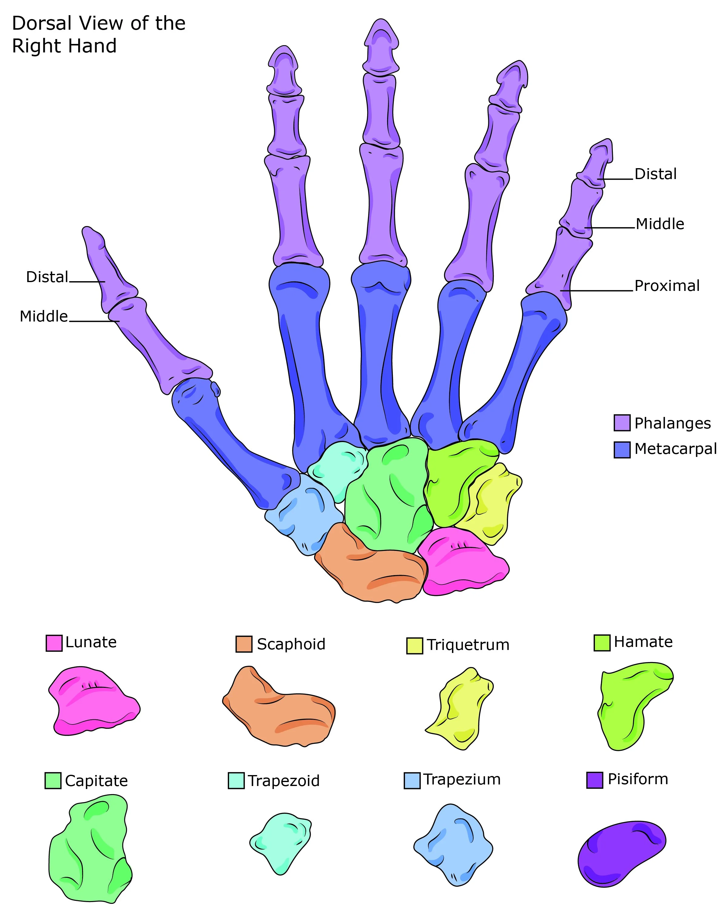 Lynd_S_BMA250SP20_Project 7-01.jpg