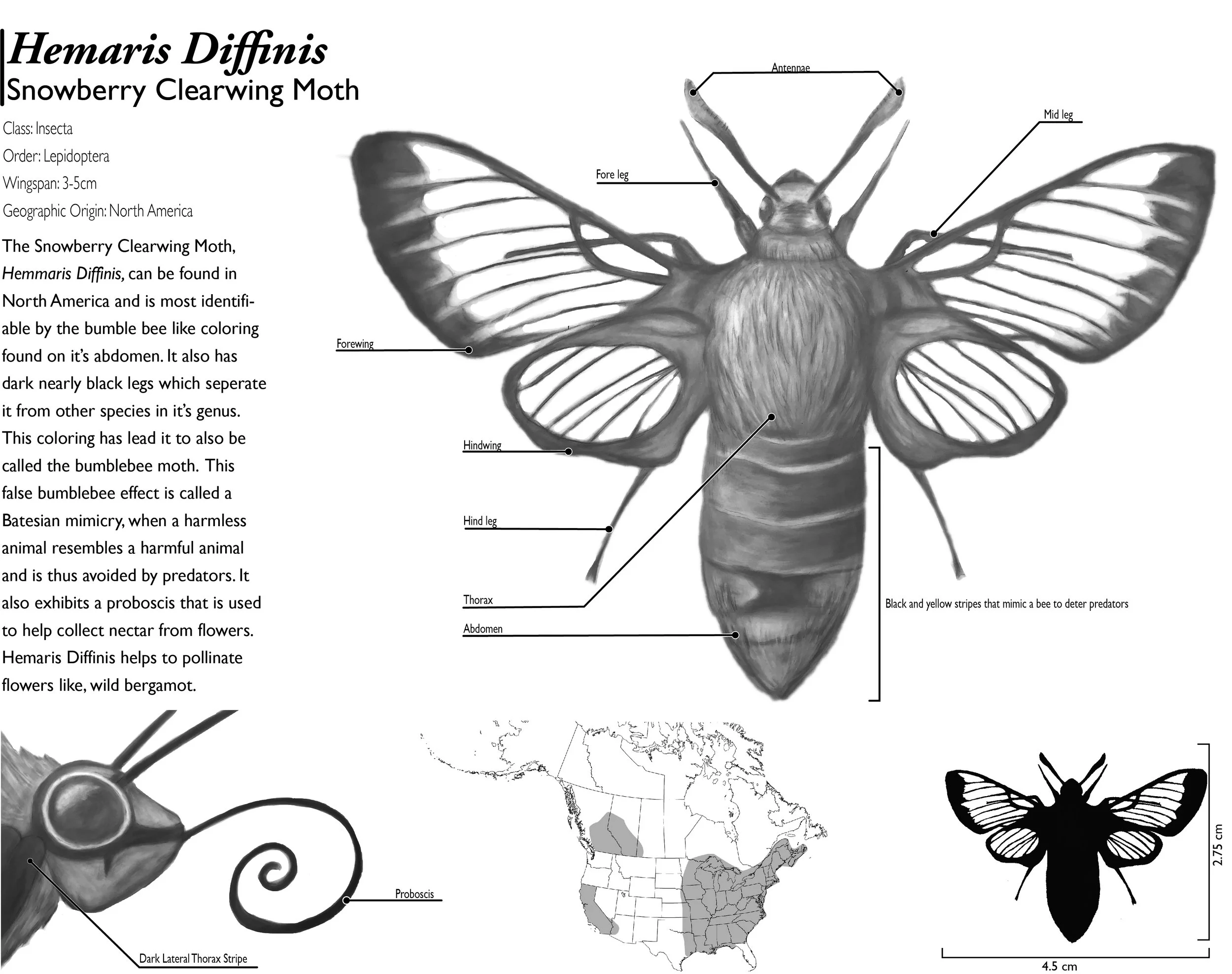 Lynd_S_BMA253_F19_Project 2.jpg