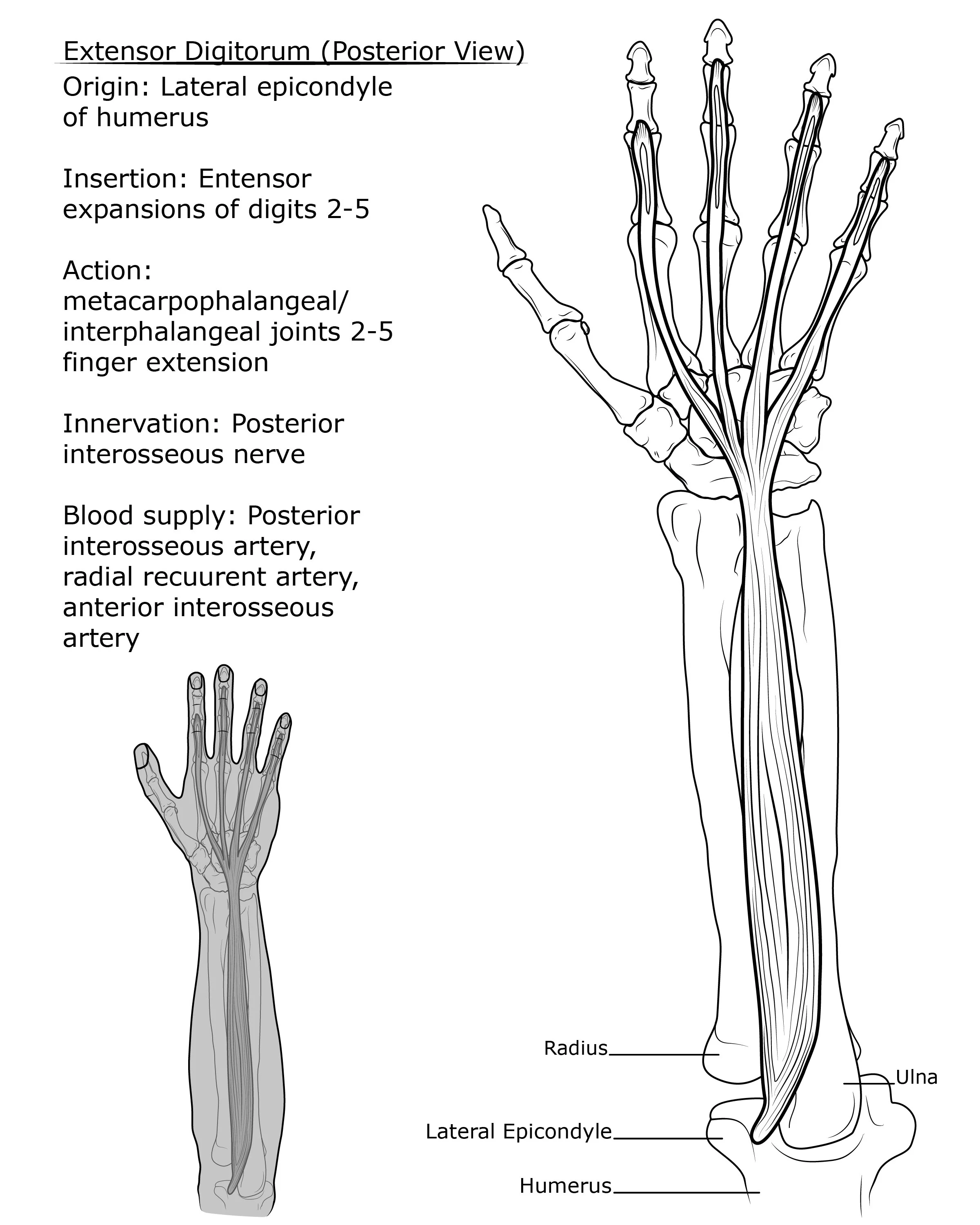 Copy of Lynd_S_BMA250SP20_Final-02.jpg