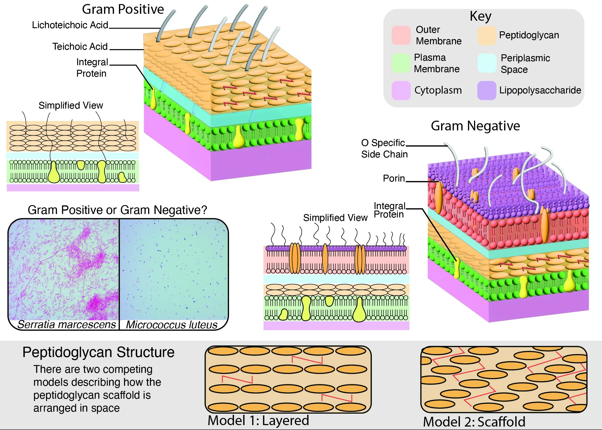 Lynd_S_BMA470_SP22_Project1-02 cropped.jpg