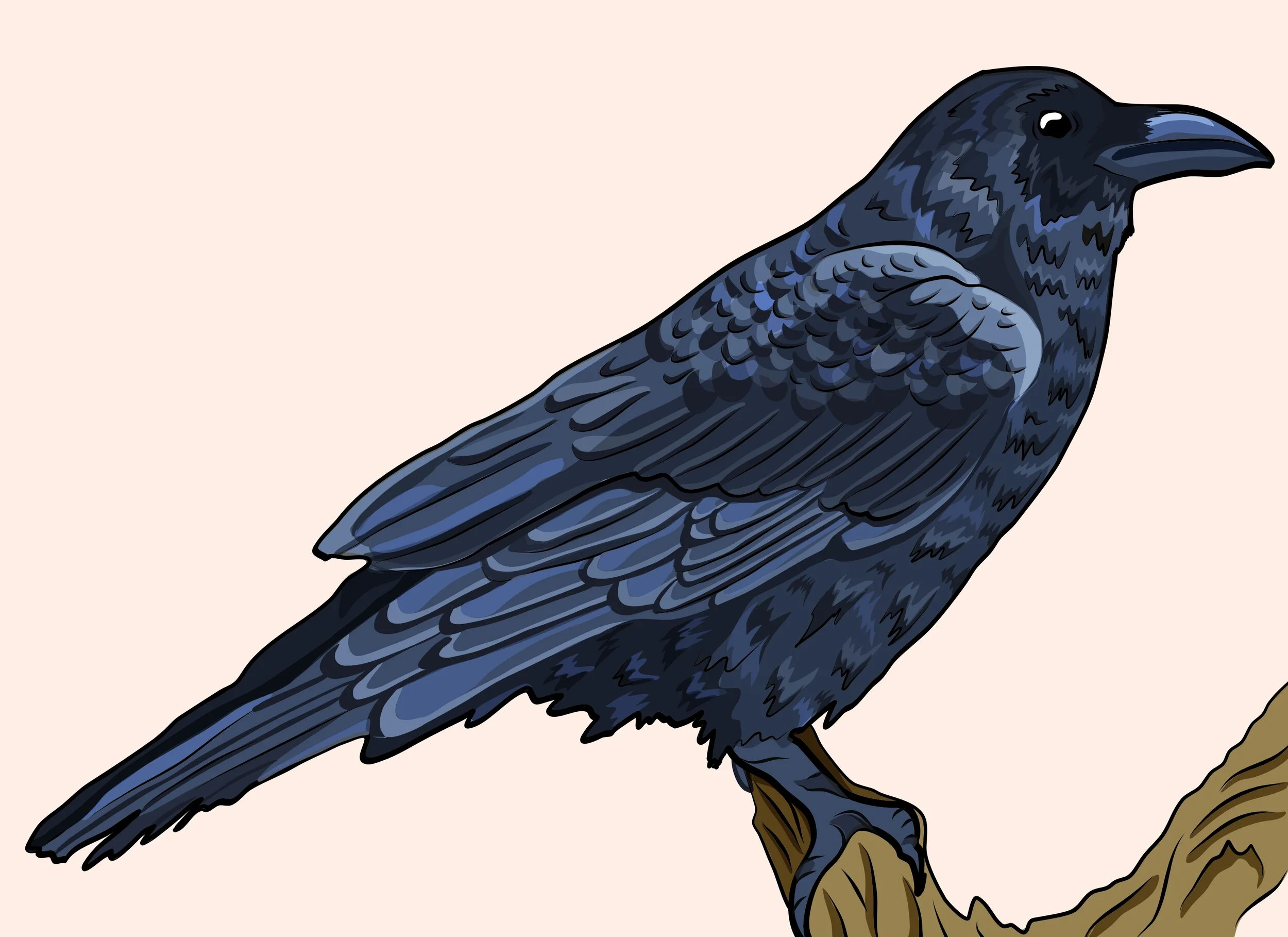 raven.jpg