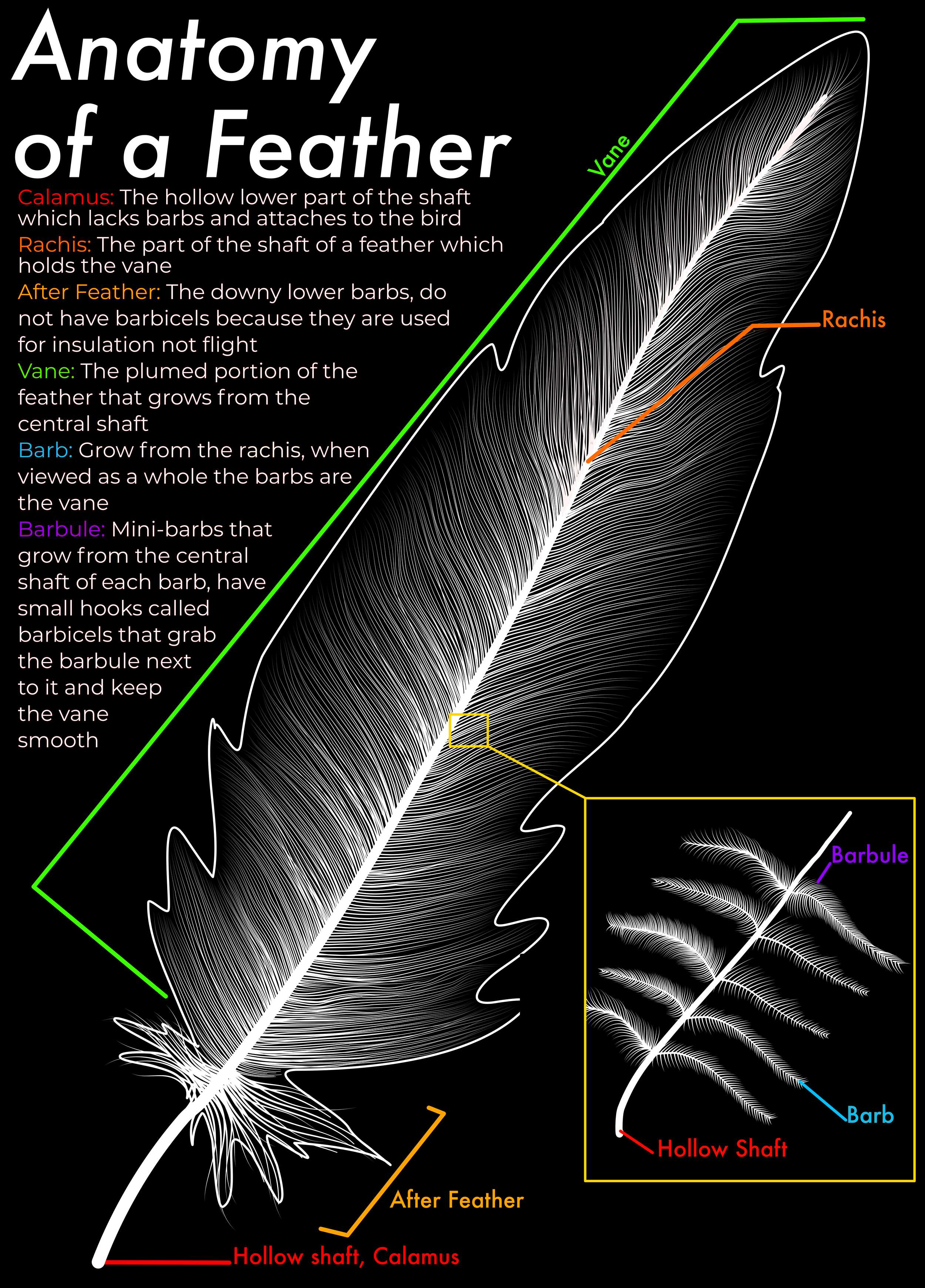anat9my of feather.png