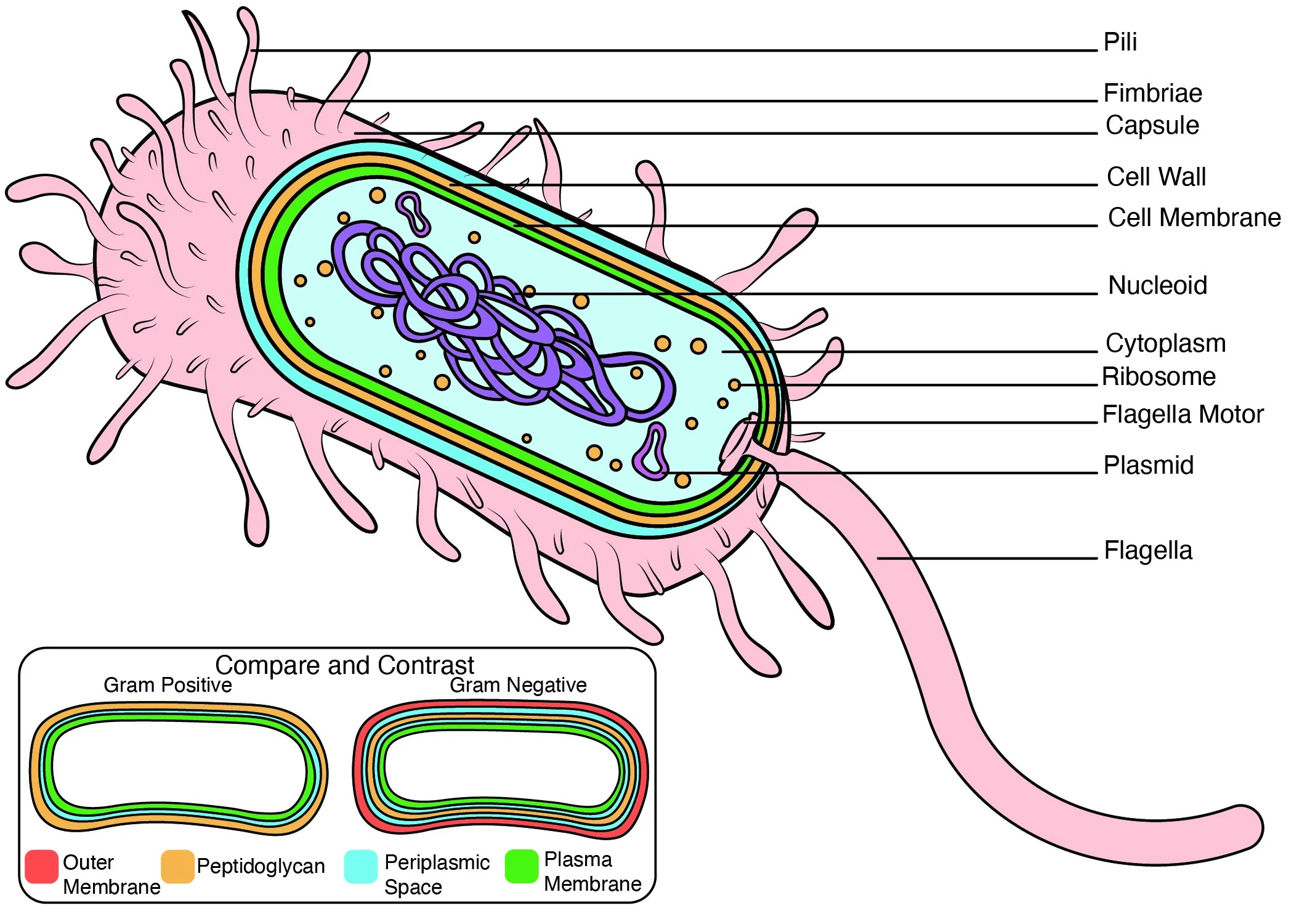 Lynd_S_BMA470_SP22_Project1-01 cropped.jpg