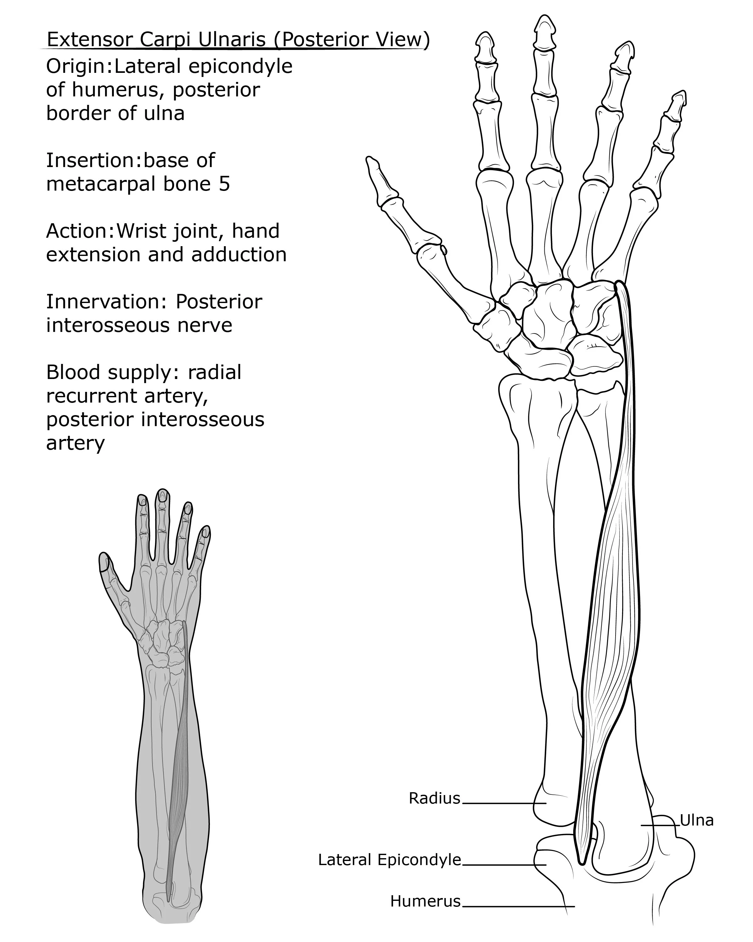 Copy of Lynd_S_BMA250SP20_Final-01.jpg