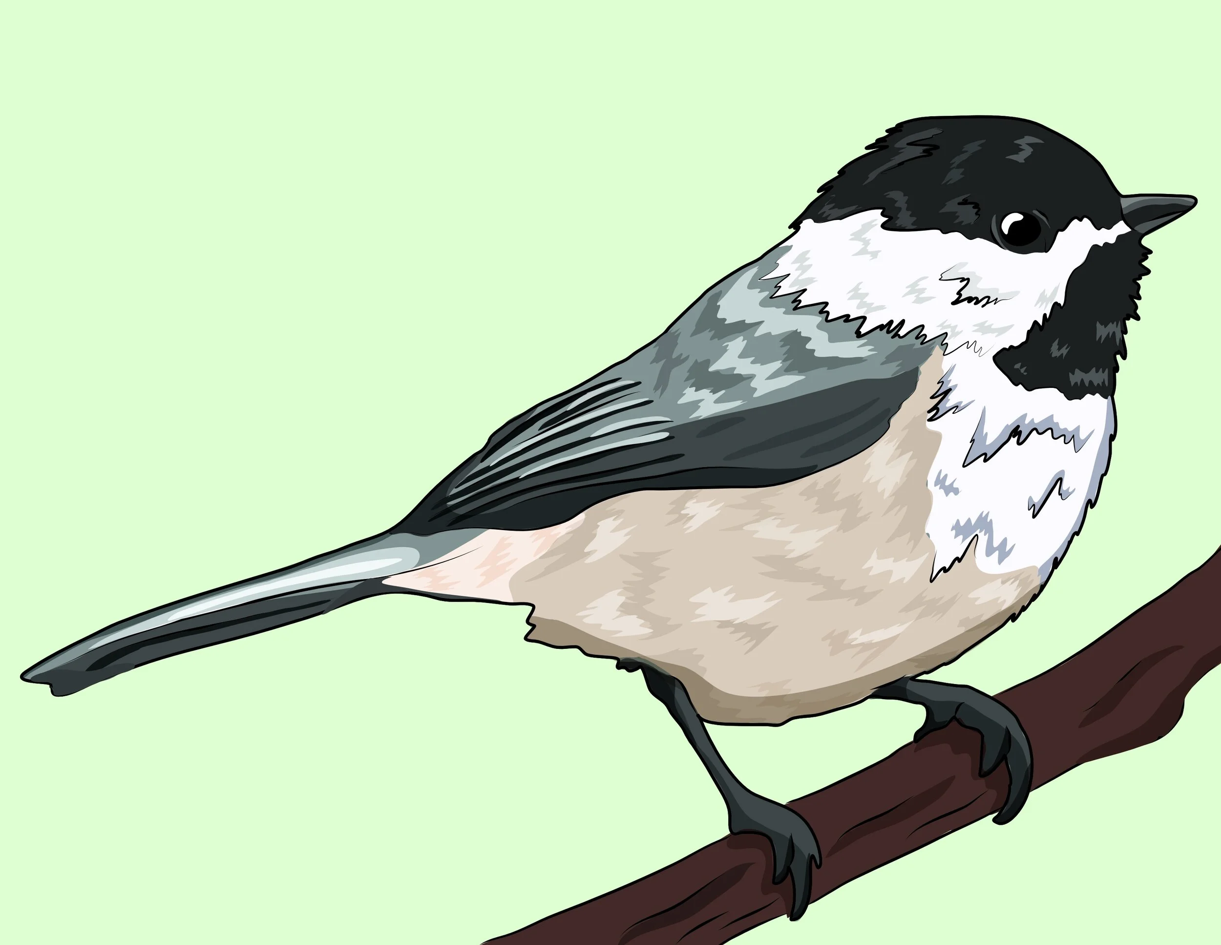 black capped chickadee.jpg