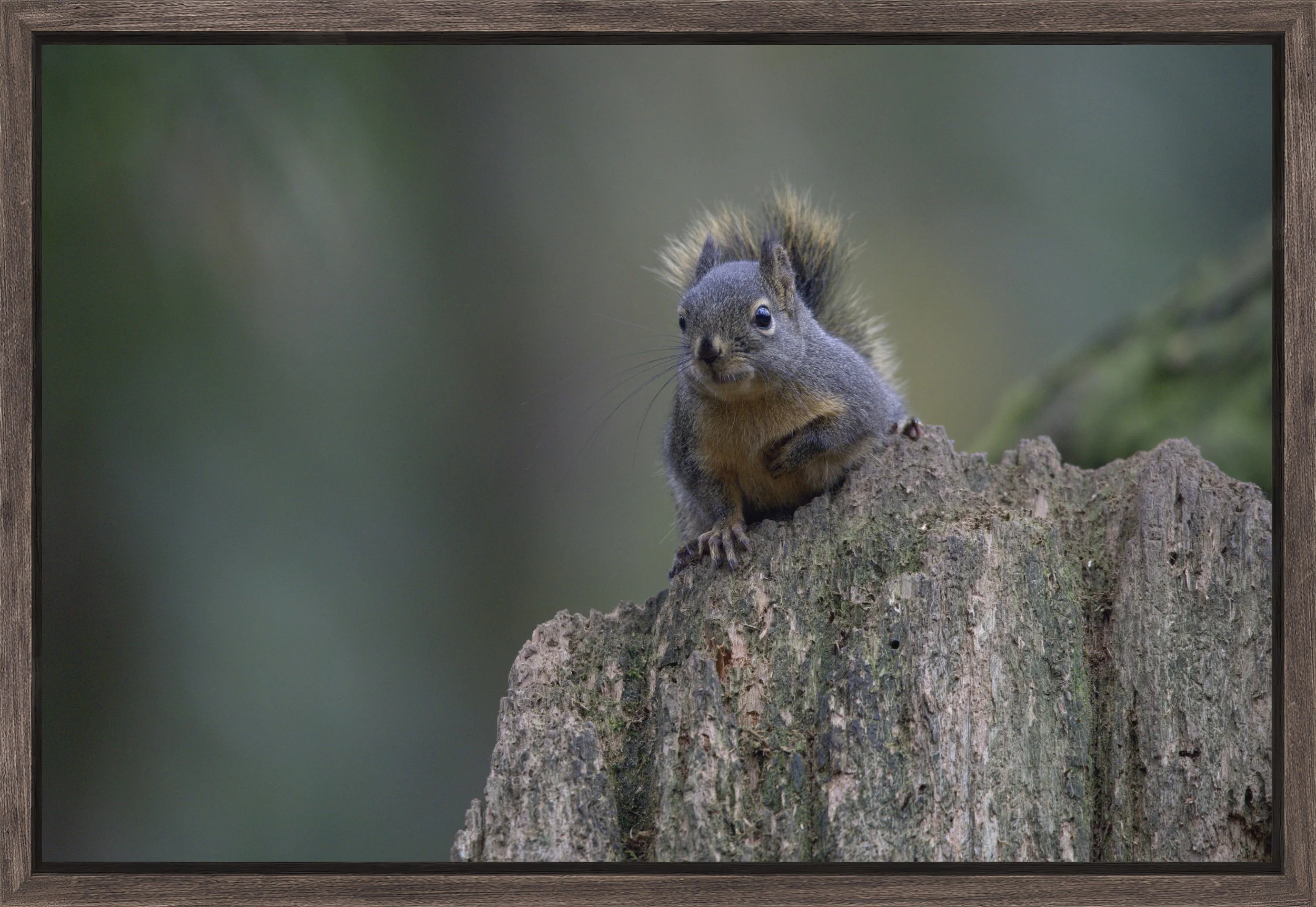 Natural Barnwood - Slim Float Frame_Edge of Attention.jpg
