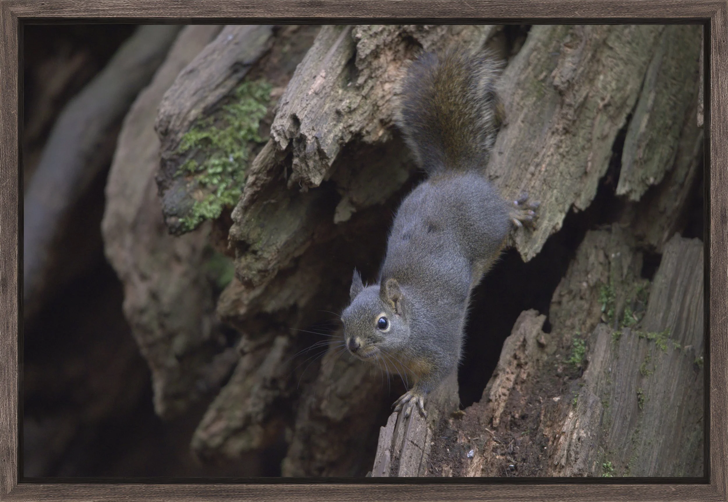Natural Barnwood - The Hollow.jpg